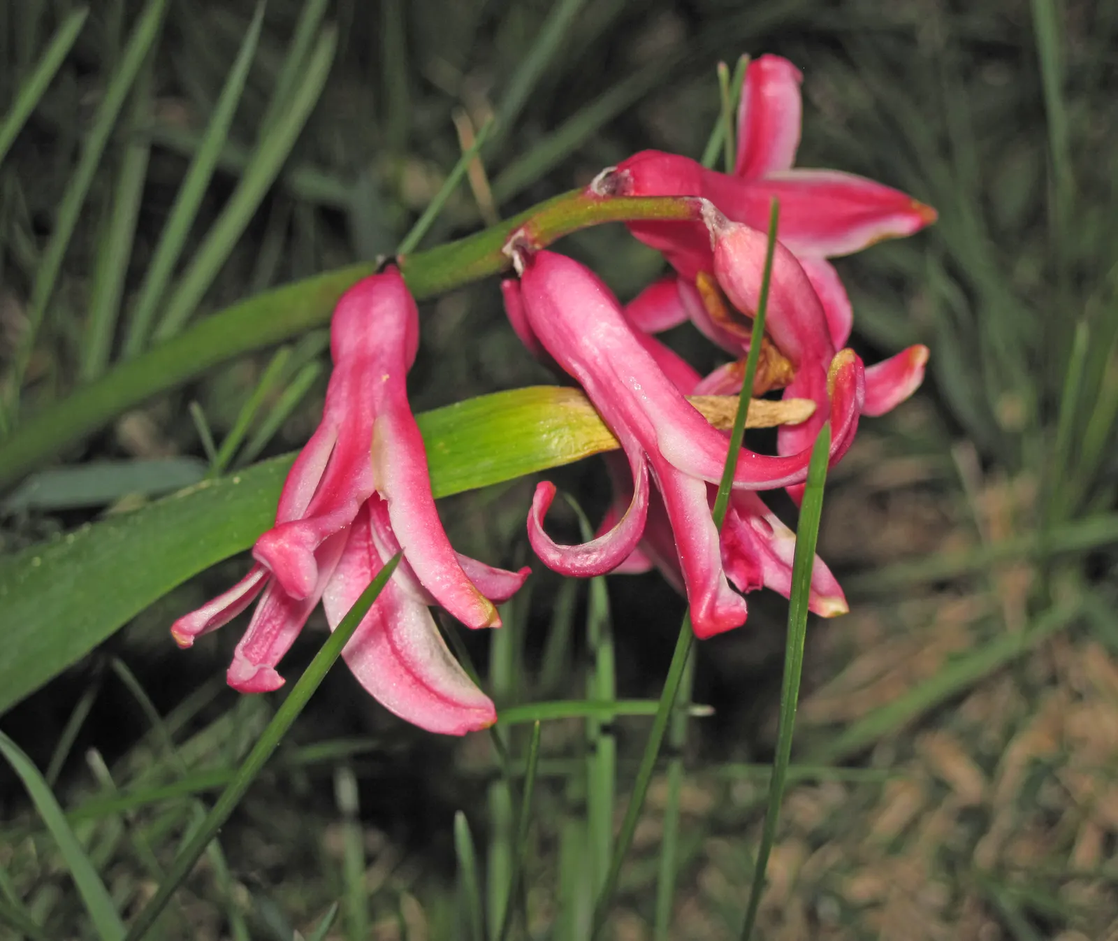 Garden Or Common Hyacinth (Hyacinthus Orientalis) — Thriving in USDA zones 4-8, it reaches 8-12 inches in height, preferring full sun to partial, image 25