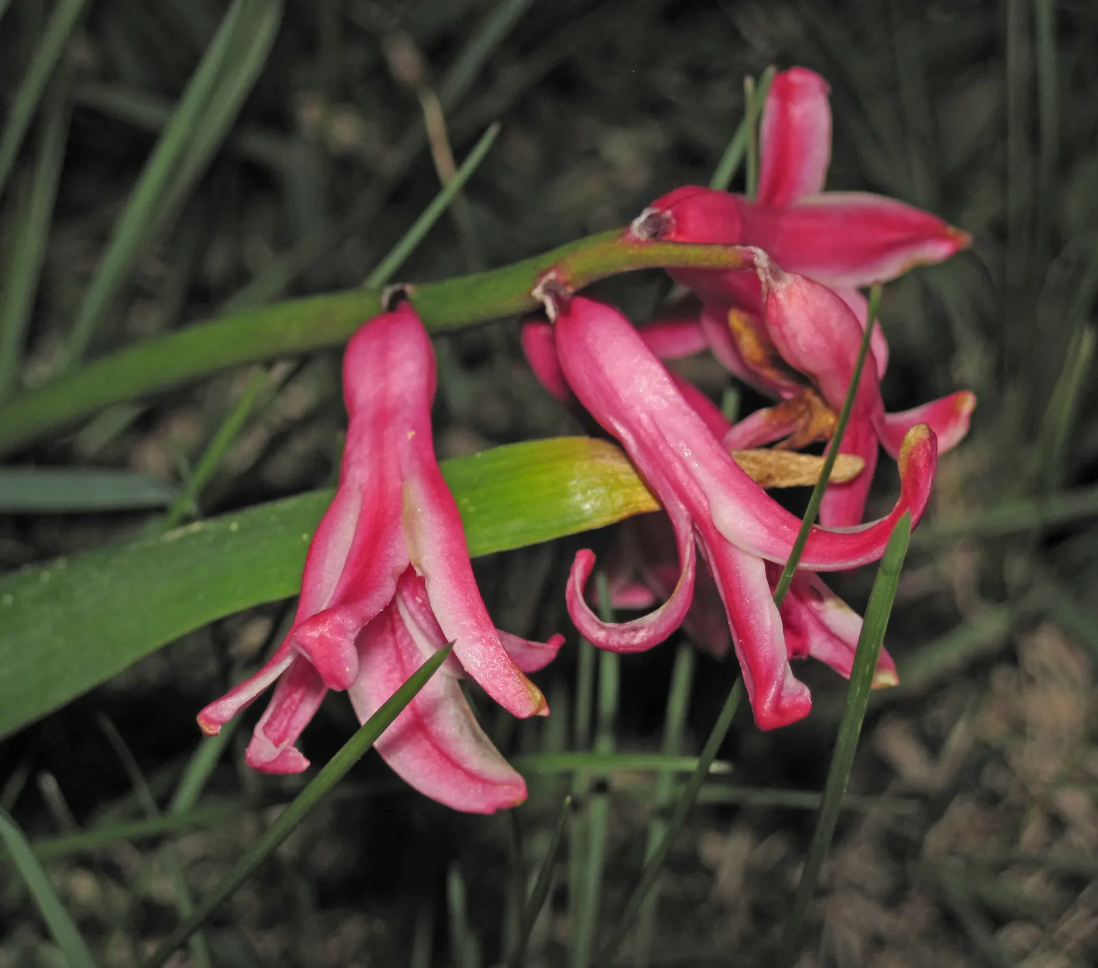 Garden Or Common Hyacinth (Hyacinthus Orientalis) — it's important to note that hyacinths perform best in USDA Hardiness Zones 4 through 8, image 35