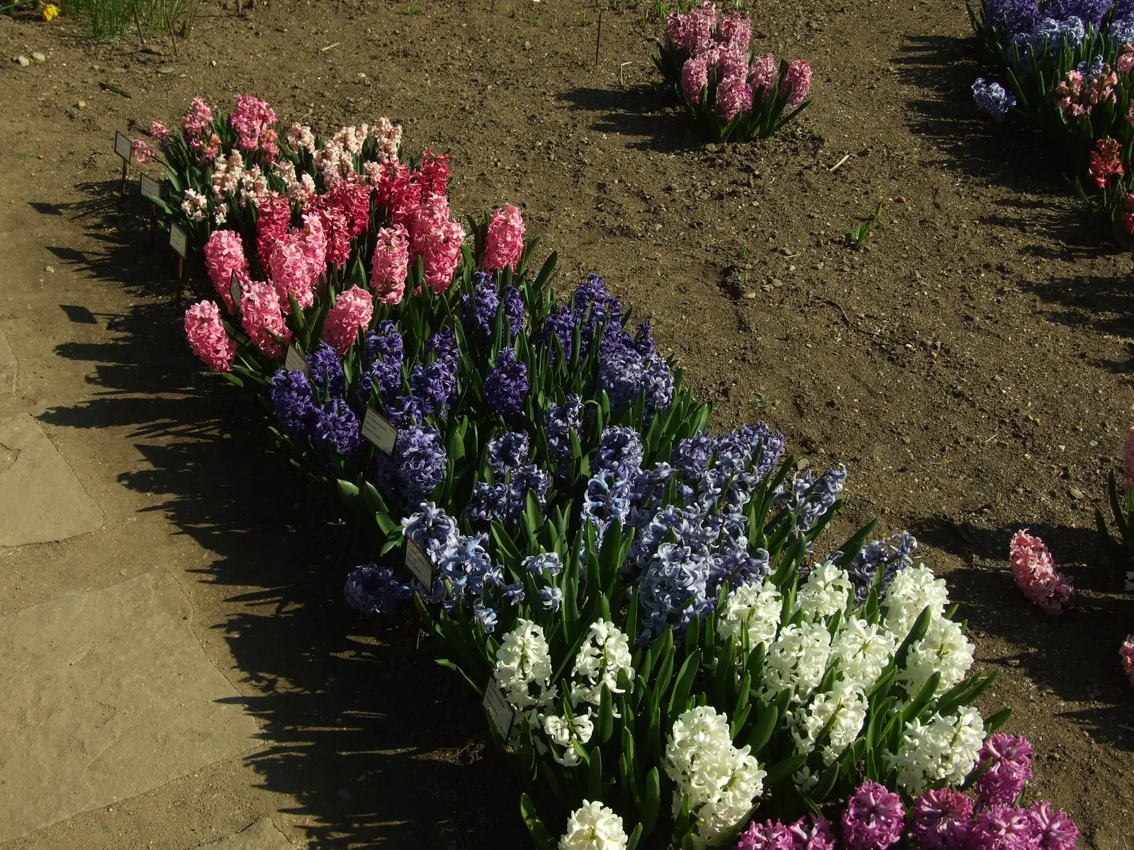 Garden Or Common Hyacinth (Hyacinthus Orientalis) — allowing for versatility in landscape color theming.<br><br>For the landscape designer; its dense flower