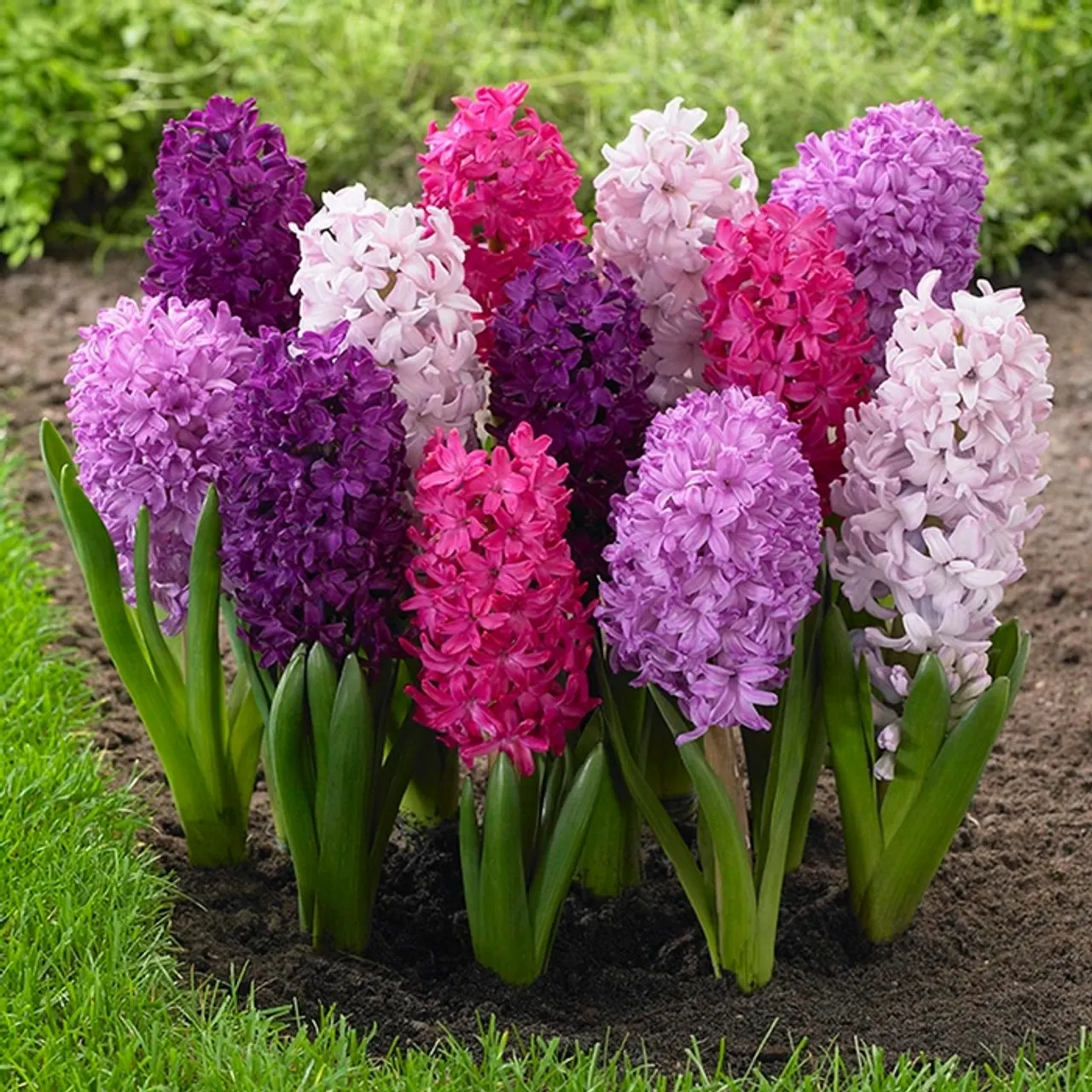 Garden Or Common Hyacinth (Hyacinthus Orientalis) — These blossoms range in color; plant the bulbs in the fall, image 55