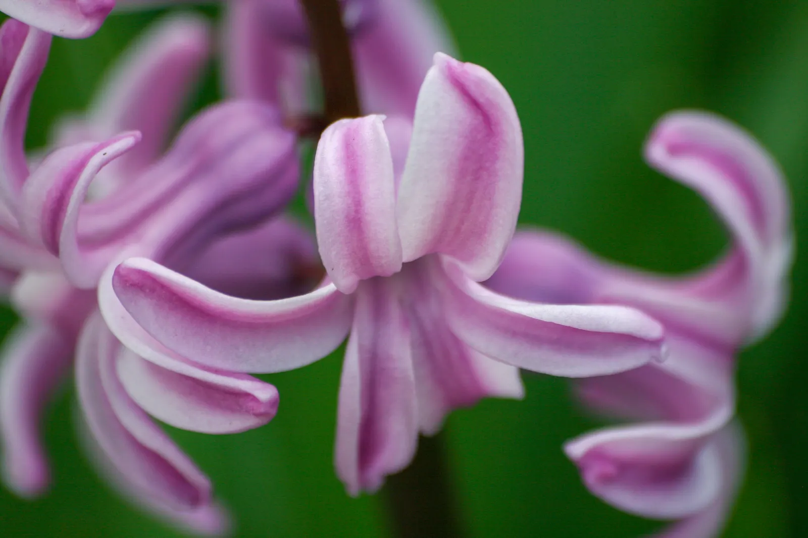 Garden Or Common Hyacinth (Hyacinthus Orientalis) — and their cut flowers are superb for arrangements