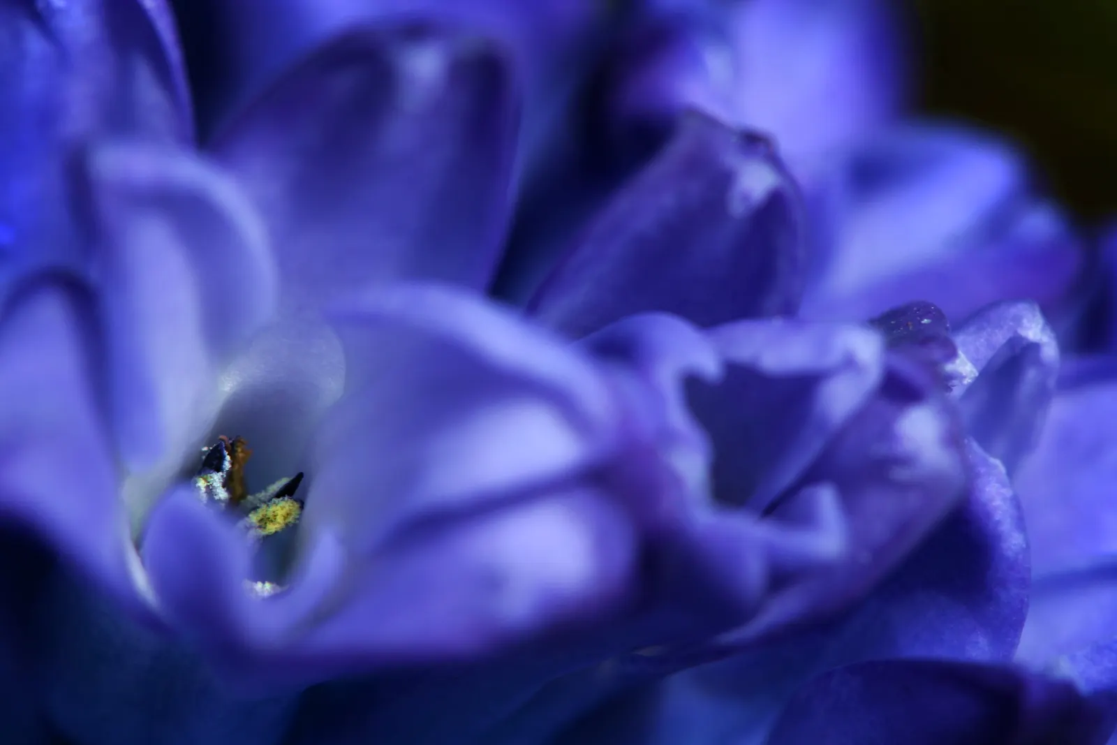 Garden Or Common Hyacinth (Hyacinthus Orientalis) — Plant the bulbs in the fall; plant bulbs 4-6 inches deep and 6 inches apart in well-drained, image 83