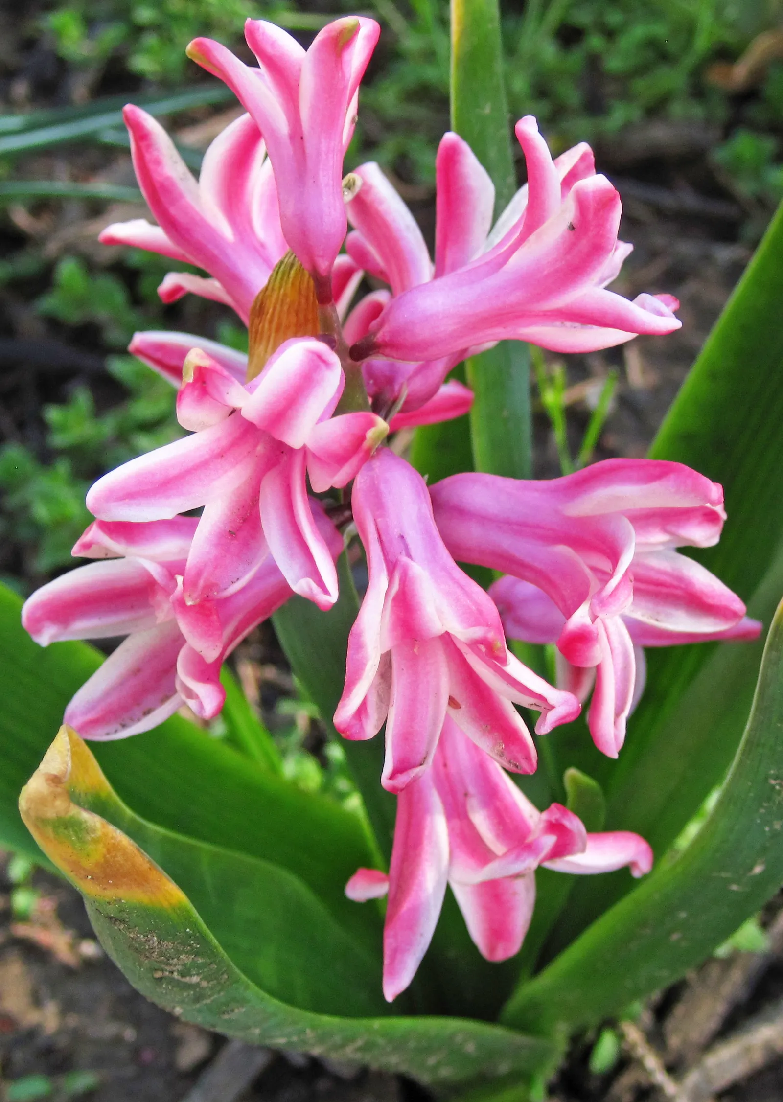 Garden Or Common Hyacinth (Hyacinthus Orientalis) — blue and pink and red and yellow flowers in the garden; attracting bees and adding classic charm to any
