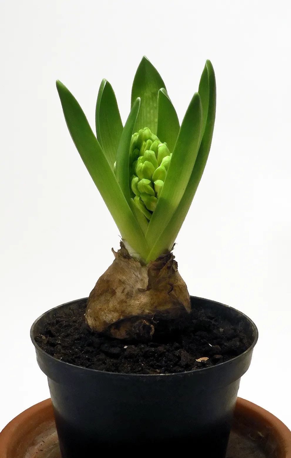 Garden Or Common Hyacinth (Hyacinthus Orientalis) — its dense flower spikes come in shades of purple