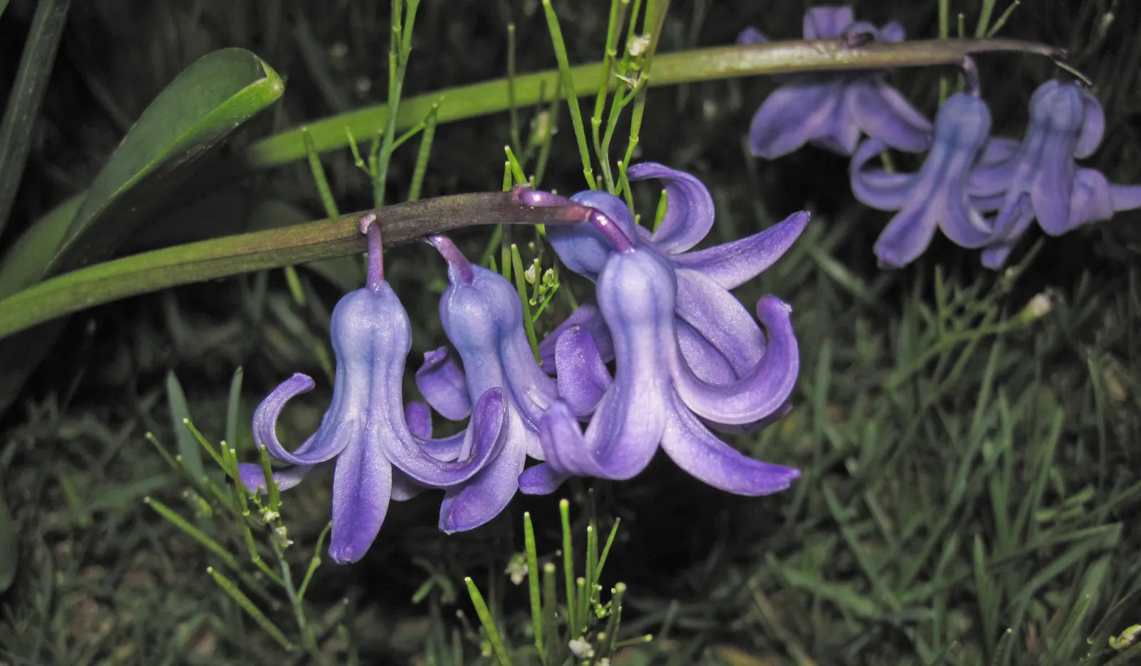 Garden Or Common Hyacinth (Hyacinthus Orientalis) — extending their enjoyment indoors