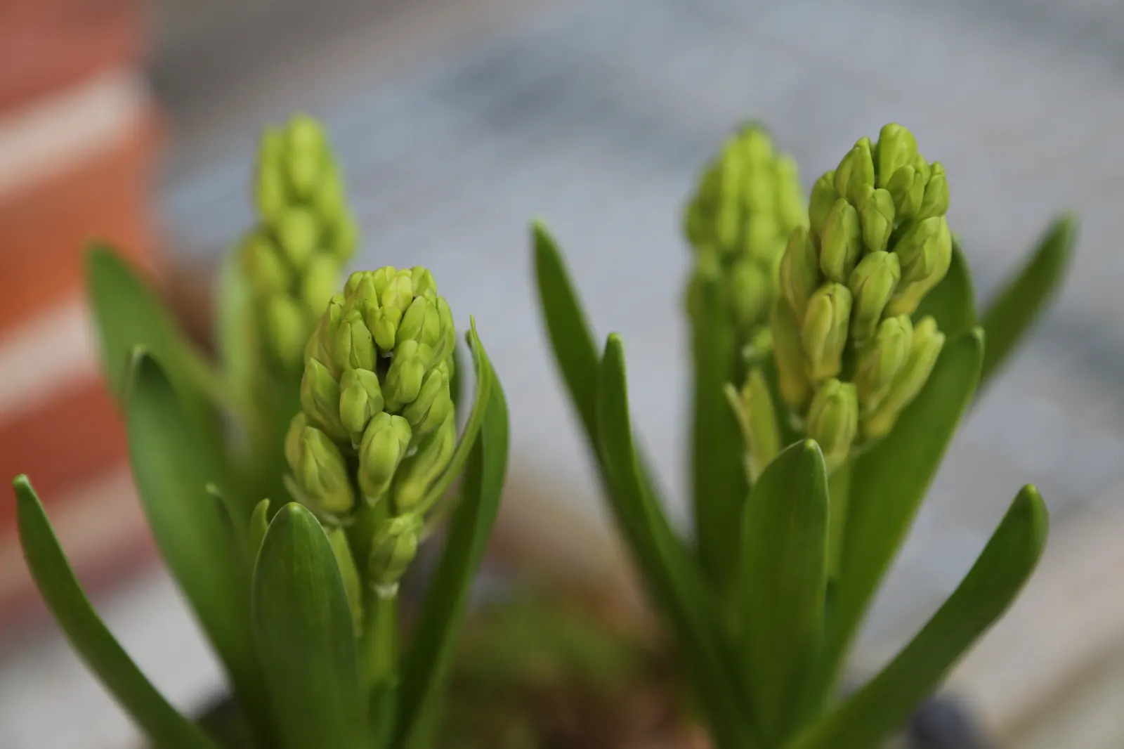 Garden Or Common Hyacinth (Hyacinthus Orientalis) — sometimes reaching up to a width of 1 inch; offering a palette that includes rich blues, image 61