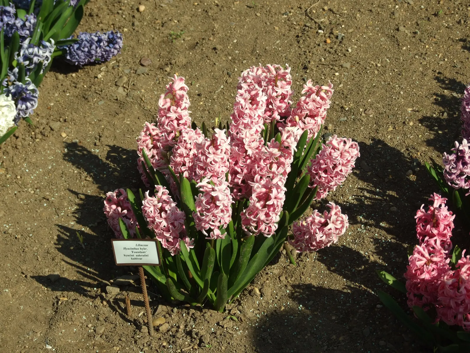 Garden Or Common Hyacinth (Hyacinthus Orientalis) — sometimes reaching up to a width of 1 inch; offering a palette that includes rich blues, image 84