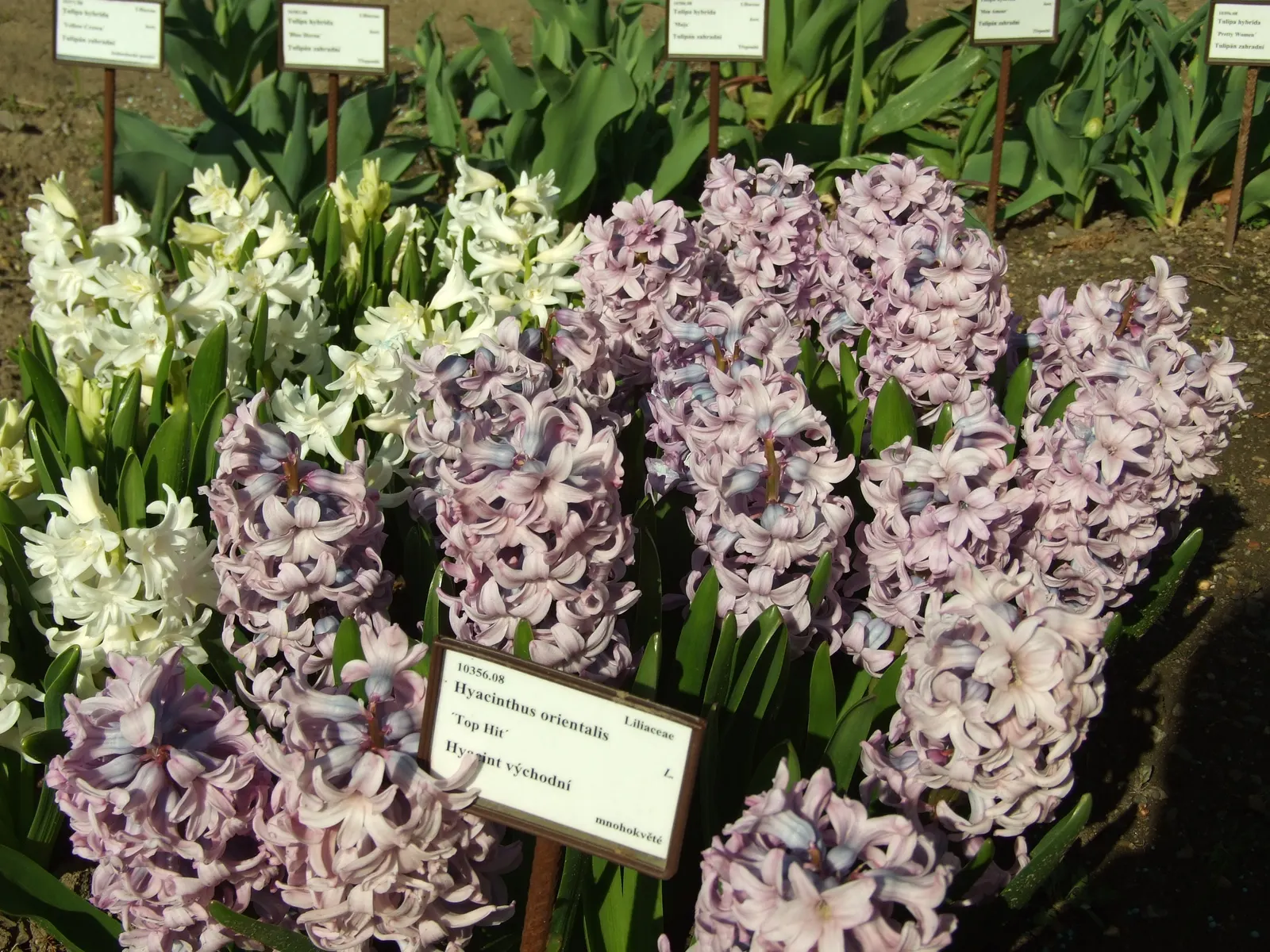 Garden Or Common Hyacinth (Hyacinthus Orientalis) — blue and pink and red and yellow flowers in the garden; attracting bees and adding classic, image 90