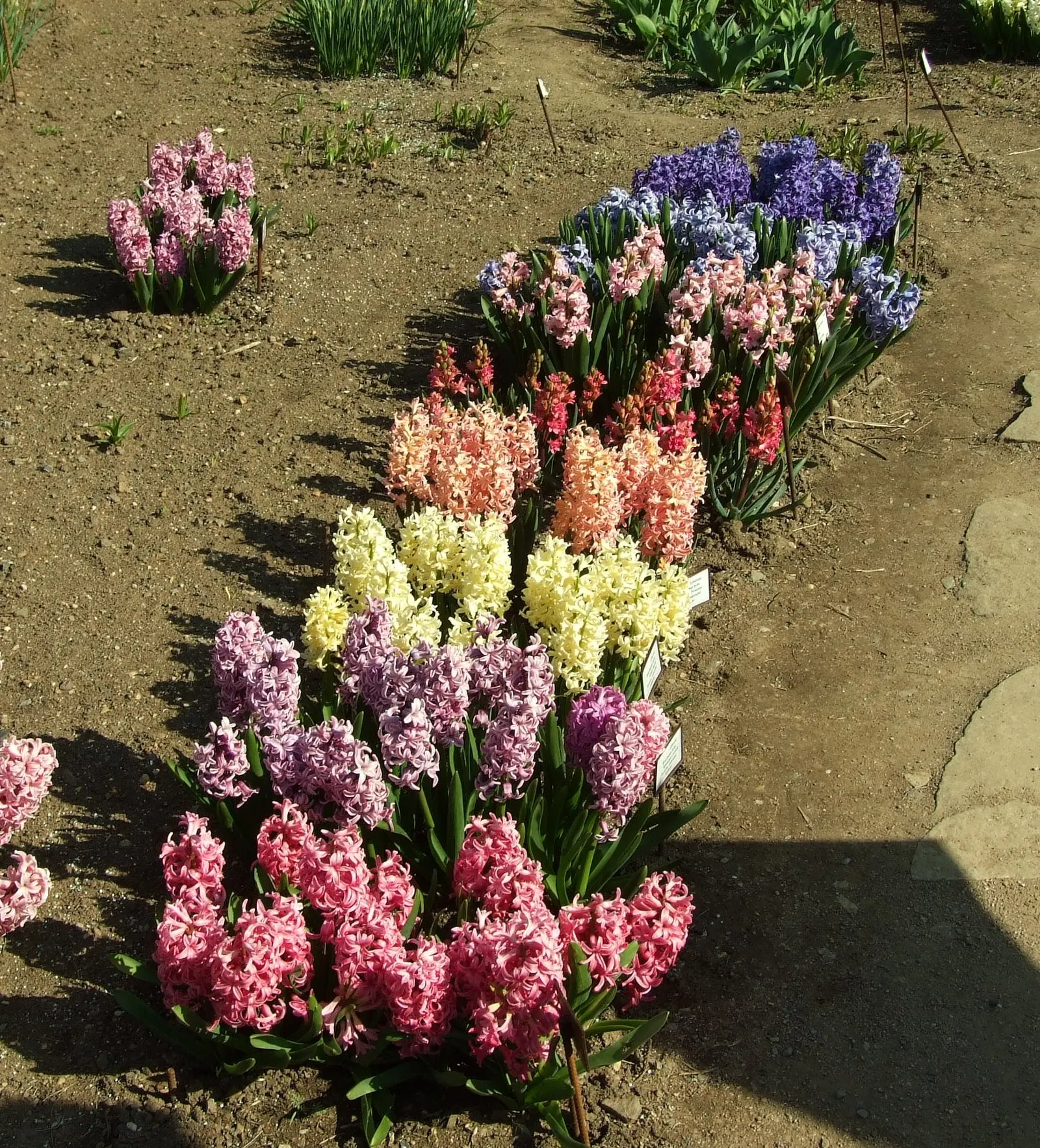 Garden Or Common Hyacinth (Hyacinthus Orientalis) — Plant bulbs 4-6 inches deep and 6 inches apart in well-drained soil for optimal growth; these perennials