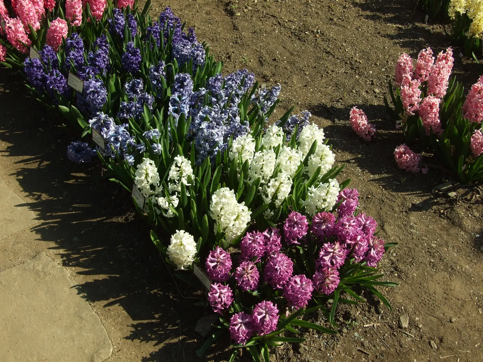 Garden Or Common Hyacinth (Hyacinthus Orientalis) — annual / bulb for full