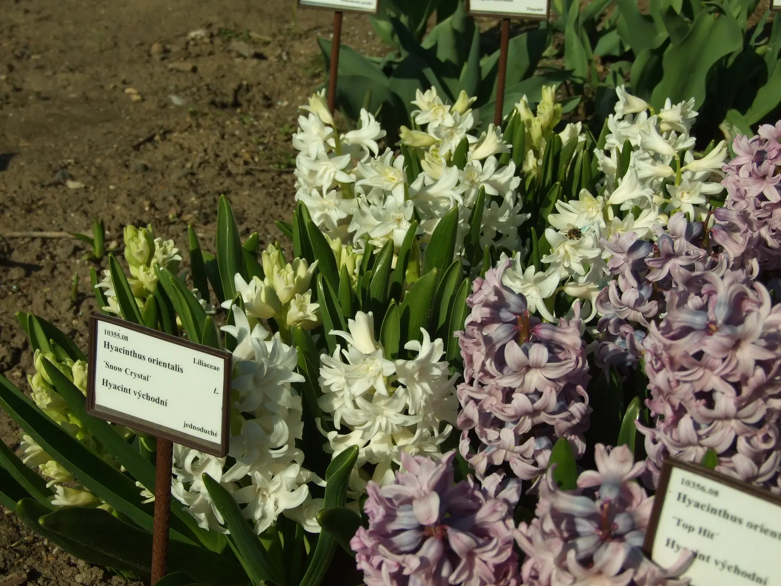 Garden Or Common Hyacinth (Hyacinthus Orientalis) — creates a fresh green backdrop that accentuates their conical flower clusters; with a bloom, image 62