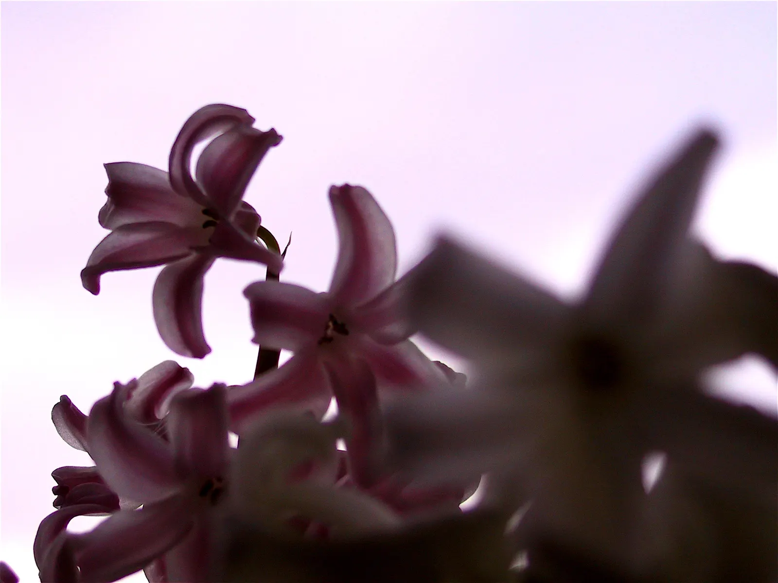Garden Or Common Hyacinth (Hyacinthus Orientalis) — it's important to note that hyacinths perform best in USDA Hardiness Zones 4 through 8, image 58