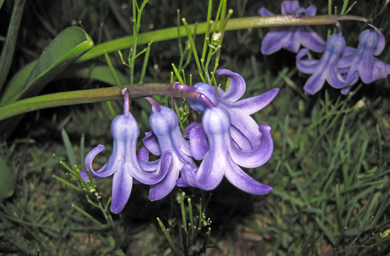 Garden Or Common Hyacinth (Hyacinthus Orientalis) — creates a fresh green backdrop that accentuates their conical flower clusters