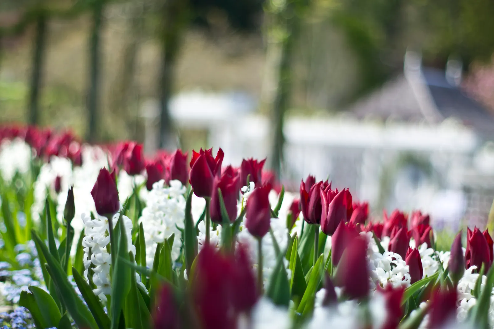 Garden Or Common Hyacinth (Hyacinthus Orientalis) — Thriving in USDA zones 4-8, it reaches 8-12 inches in height, preferring full sun to partial shade