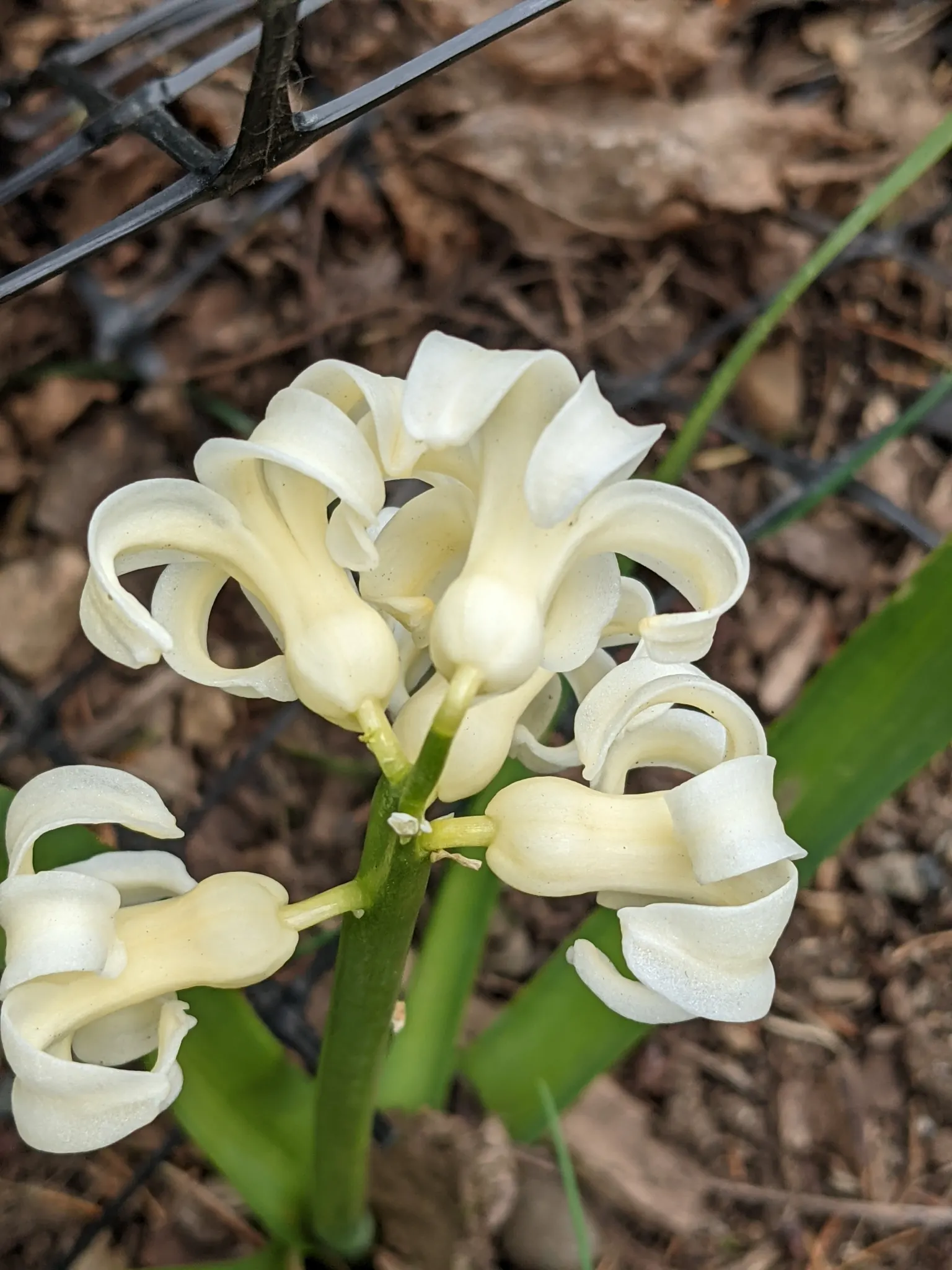 Garden Or Common Hyacinth (Hyacinthus Orientalis) — Typically reaching heights of 8 to 12 inches; annual / bulb for full