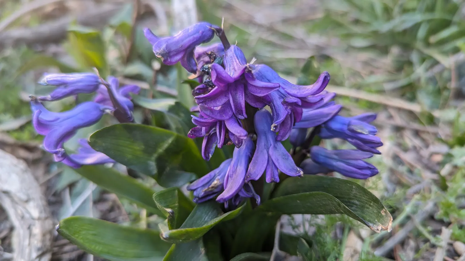 Garden Or Common Hyacinth (Hyacinthus Orientalis) — annual / bulb with blue and pink and red and yellow blooms; they require well-drained, moderately fertile
