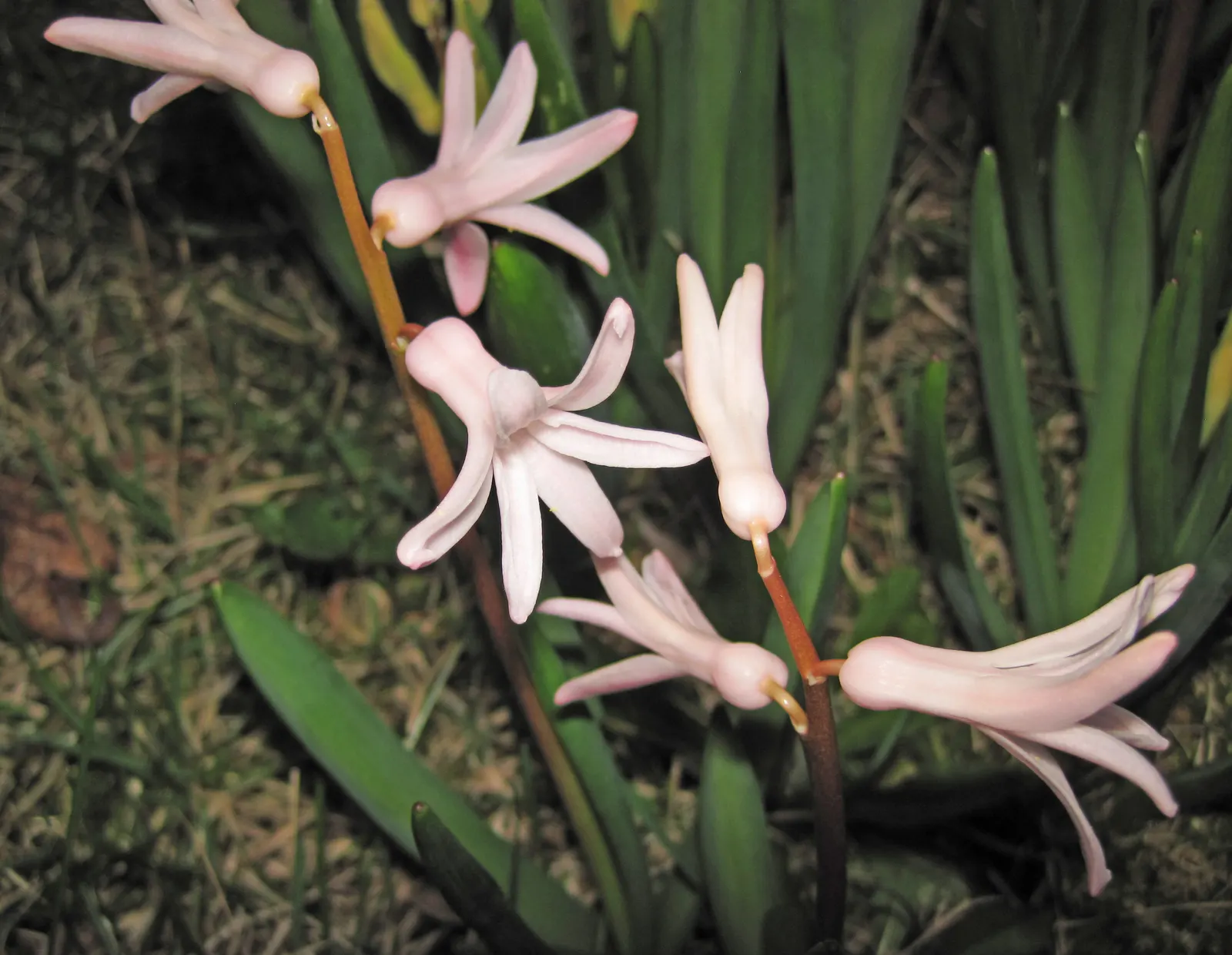 Garden Or Common Hyacinth (Hyacinthus Orientalis) — Typically reaching heights of 8 to 12 inches; annual / bulb for full, image 76