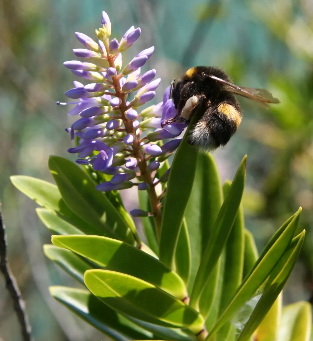 Garden Or Common Hyacinth (Hyacinthus Orientalis) — These blossoms range in color