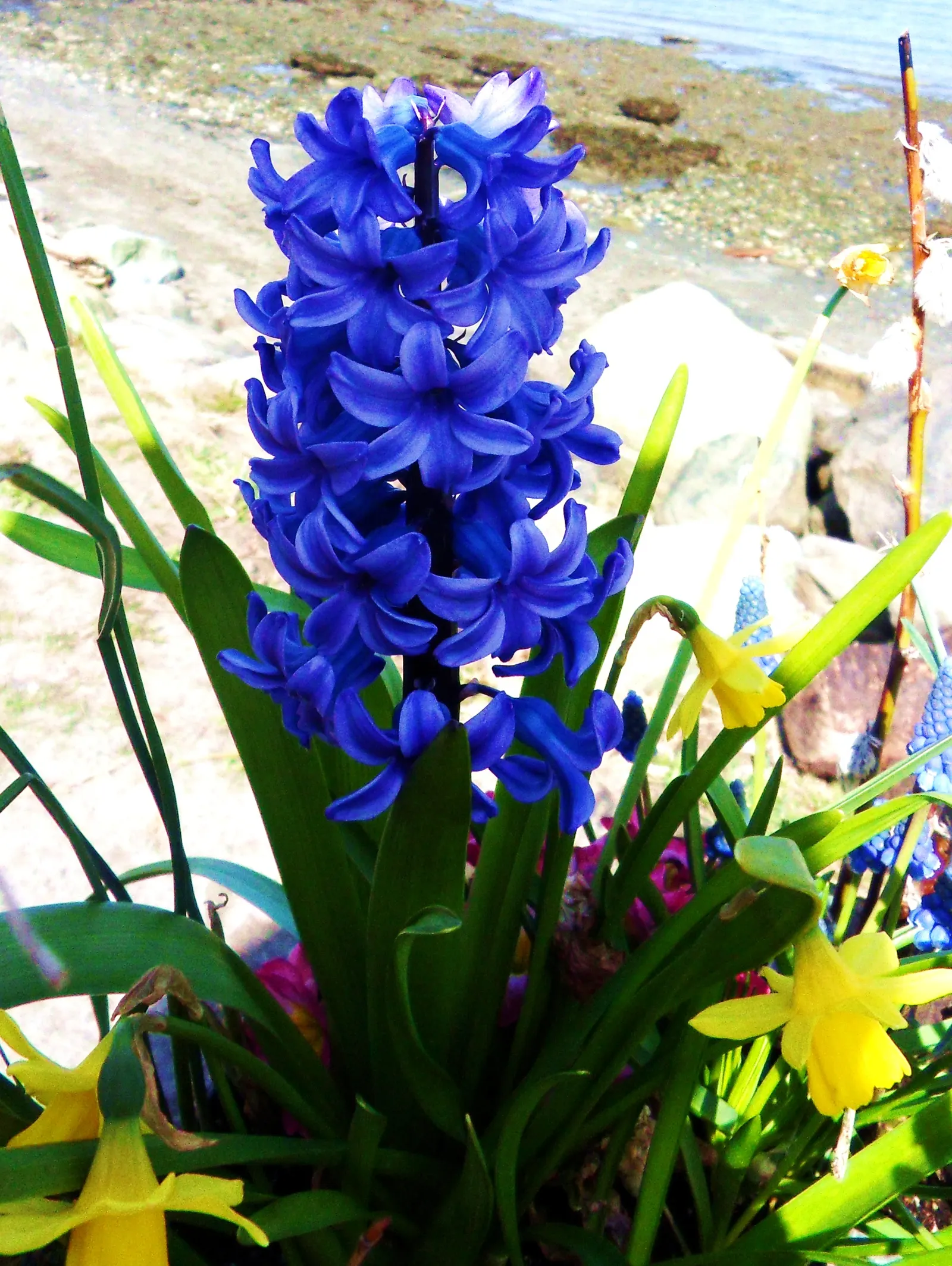 Garden Or Common Hyacinth (Hyacinthus Orientalis) — the hyacinth proudly presents dense spikes adorned with tubular; typically reaching heights of, image 54