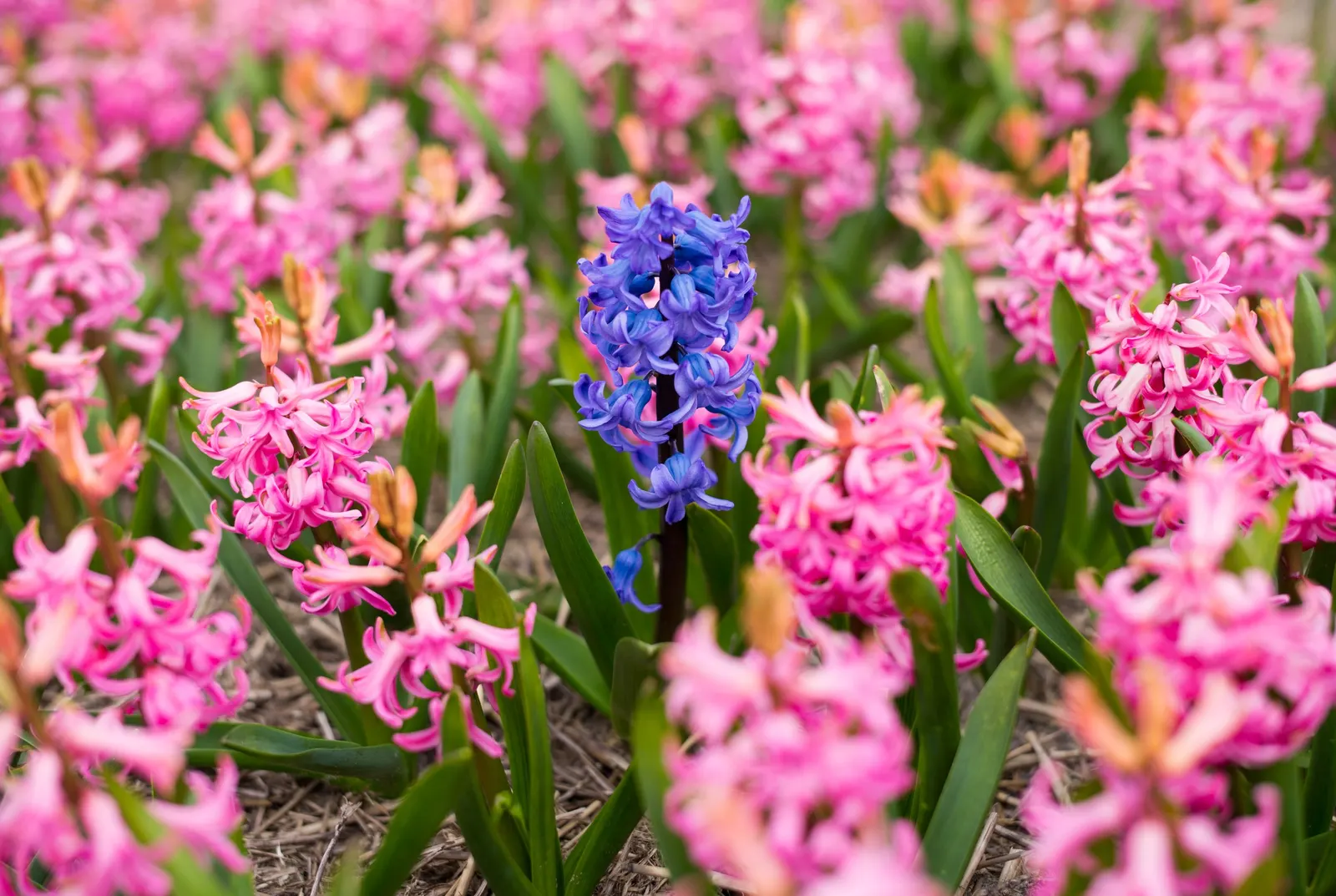 Garden Or Common Hyacinth (Hyacinthus Orientalis) — Typically reaching heights of 8 to 12 inches