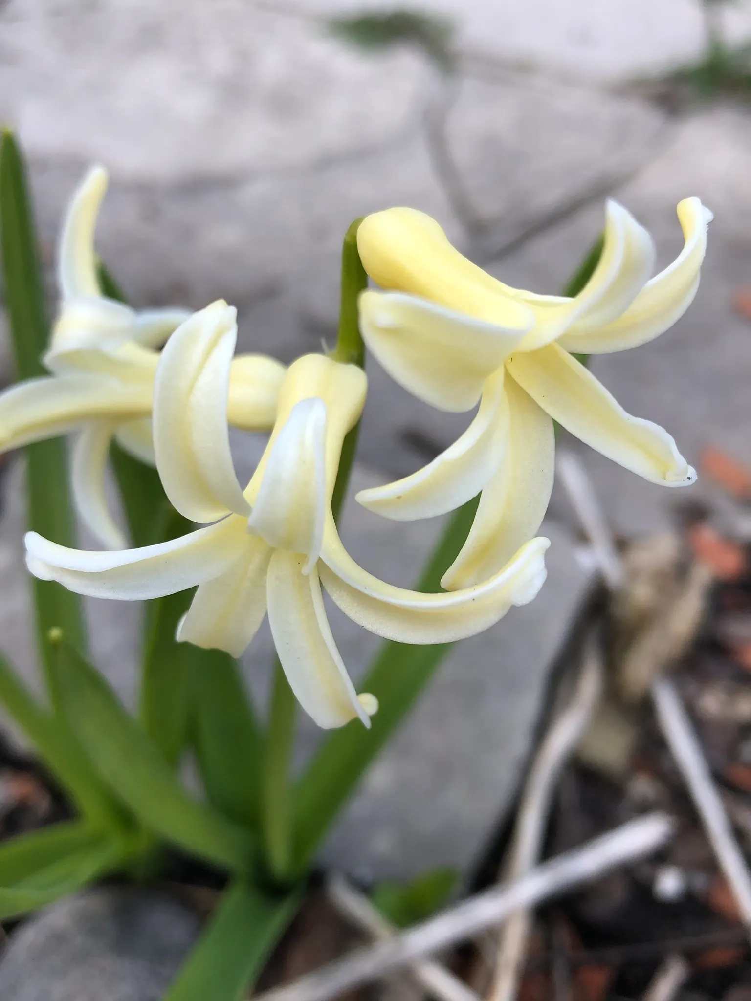 Garden Or Common Hyacinth (Hyacinthus Orientalis) — Plant the bulbs in the fall; plant bulbs 4-6 inches deep and 6 inches apart in well-drained soil for