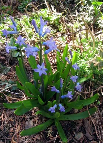 Garden Or Common Hyacinth (Hyacinthus Orientalis) — annual / bulb with blue and pink and red and yellow blooms; they require well-drained, image 91