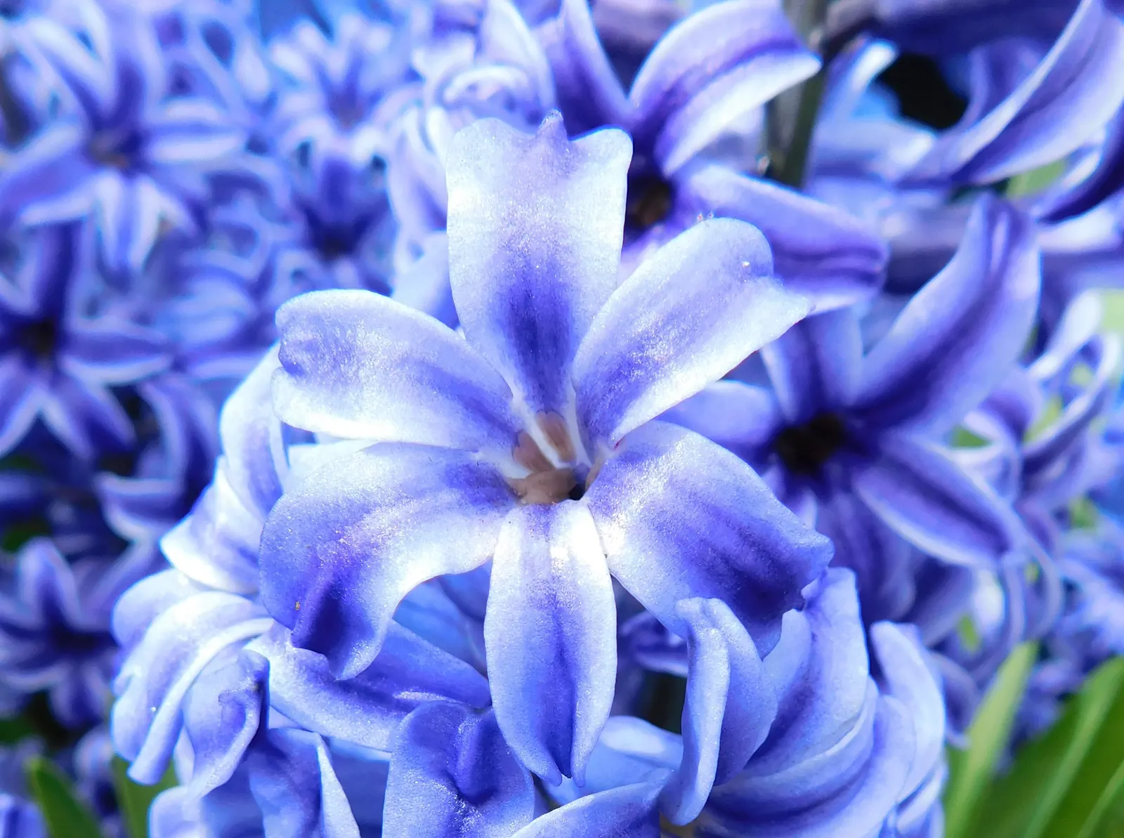 Garden Or Common Hyacinth (Hyacinthus Orientalis) — The Garden Hyacinth (Hyacinthus orientalis) offers vibrant, fragrant blooms in early spring, image 70
