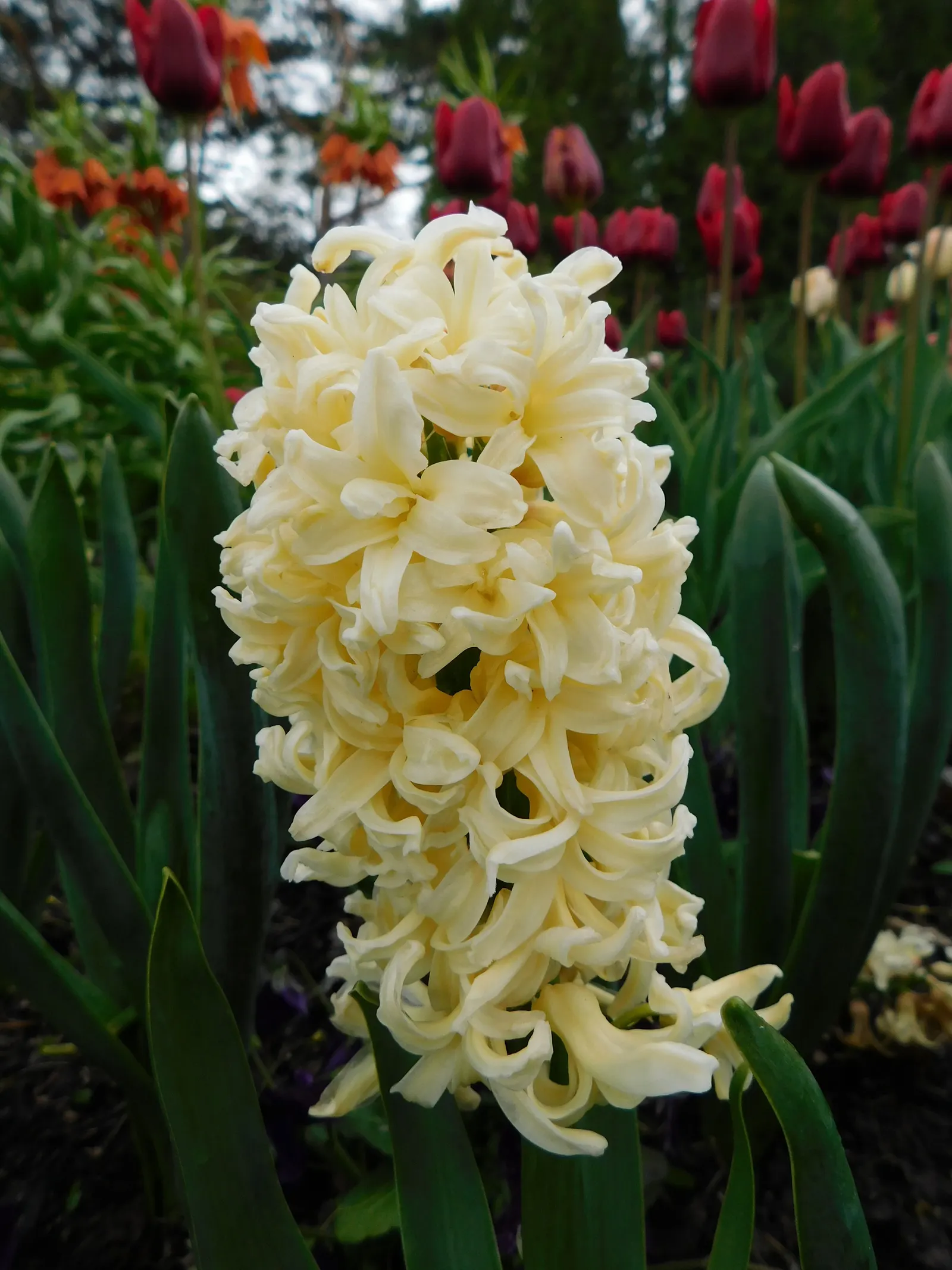 Garden Or Common Hyacinth (Hyacinthus Orientalis) — sometimes reaching up to a width of 1 inch; offering a palette that includes rich blues