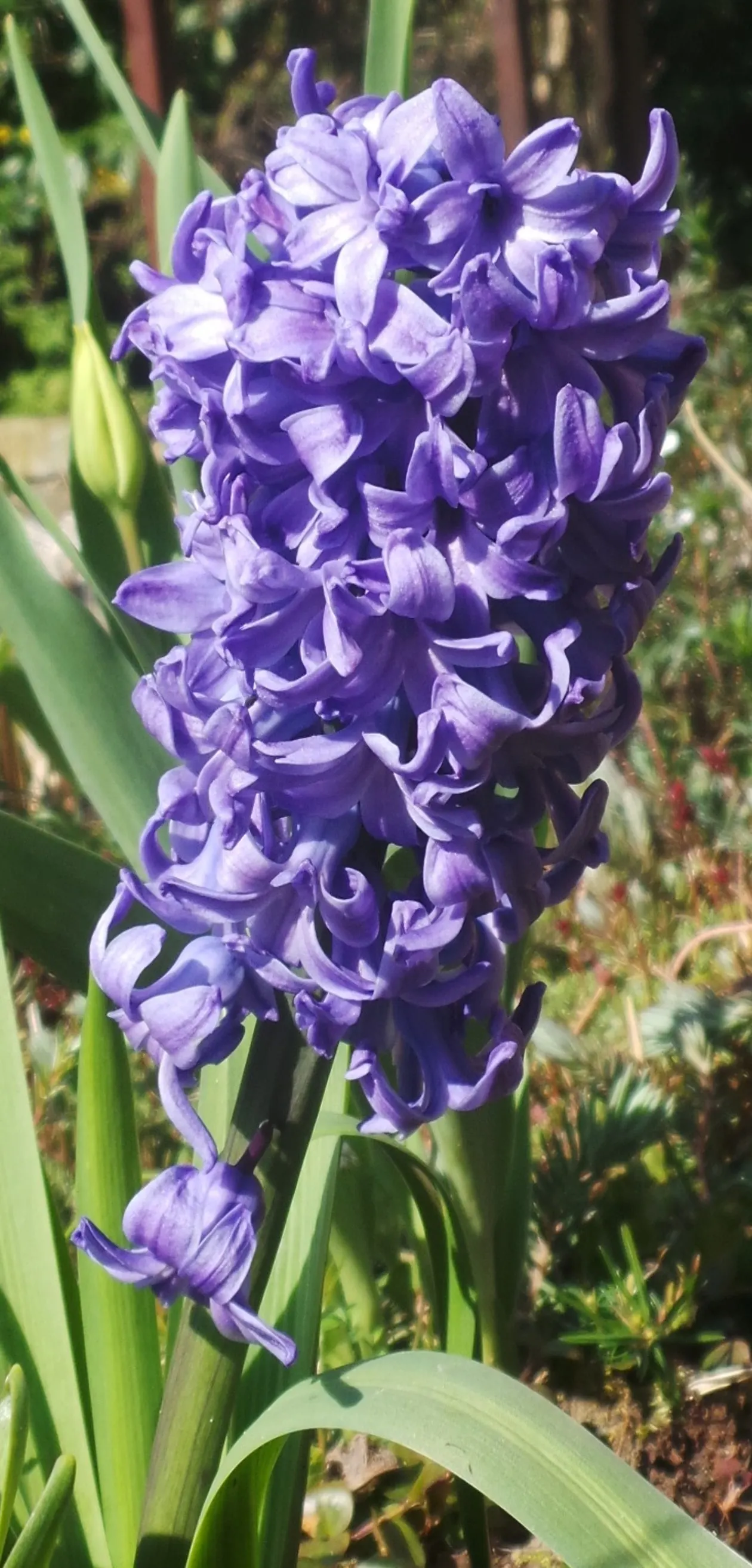 Garden Or Common Hyacinth (Hyacinthus Orientalis) — attracting bees and adding classic charm to any garden setting; creates a fresh green backdrop, image 98