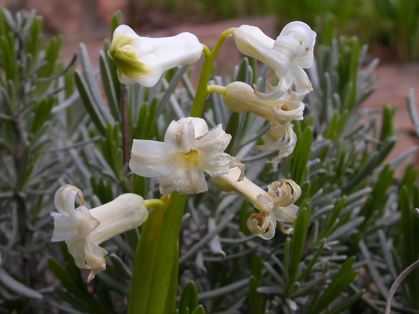 Garden Or Common Hyacinth (Hyacinthus Orientalis) — allowing for versatility in landscape color theming.<br><br>For the landscape designer; its, image 103