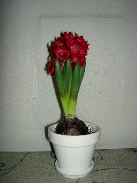Garden Or Common Hyacinth (Hyacinthus Orientalis) — Ideal for borders and container displays; thriving in USDA zones 4-8, it reaches 8-12 inches in, image 73
