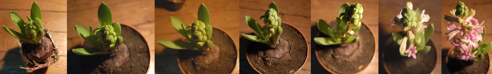 Garden Or Common Hyacinth (Hyacinthus Orientalis) — With a bloom period spanning 2 to 3 weeks; the Garden Hyacinth (Hyacinthus orientalis) offers, image 63