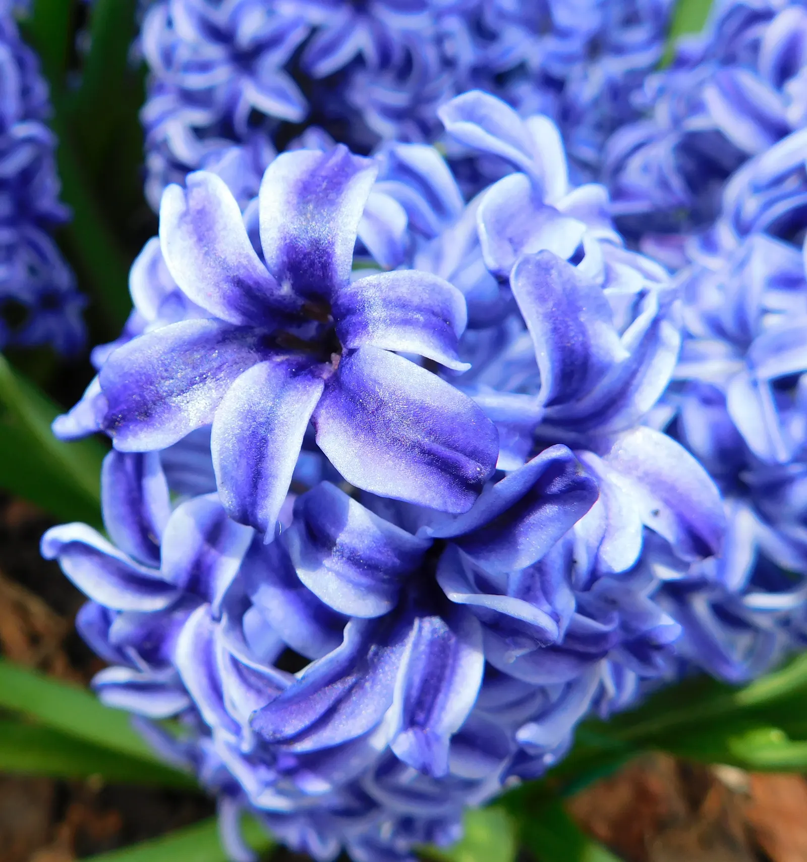 Garden Or Common Hyacinth (Hyacinthus Orientalis) — and their cut flowers are superb for arrangements; sometimes reaching up to a width of 1 inch
