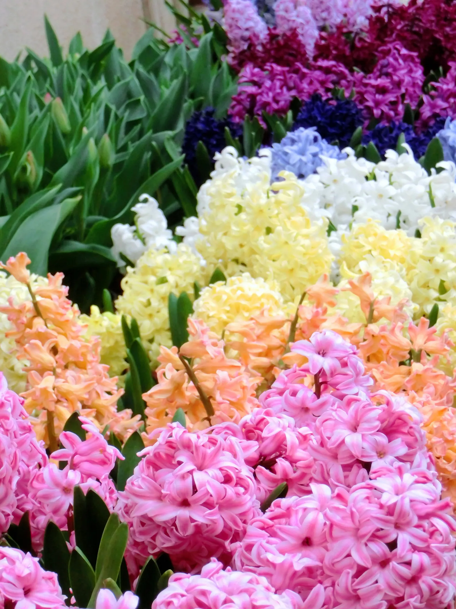 Garden Or Common Hyacinth (Hyacinthus Orientalis) — extending their enjoyment indoors; annual / bulb with blue and pink and red and yellow blooms, image 66
