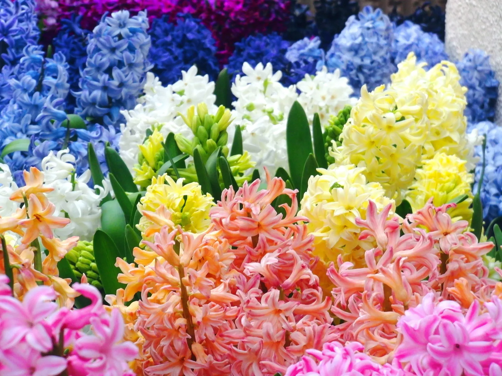 Garden Or Common Hyacinth (Hyacinthus Orientalis) — the hyacinth proudly presents dense spikes adorned with tubular; typically reaching heights of, image 77