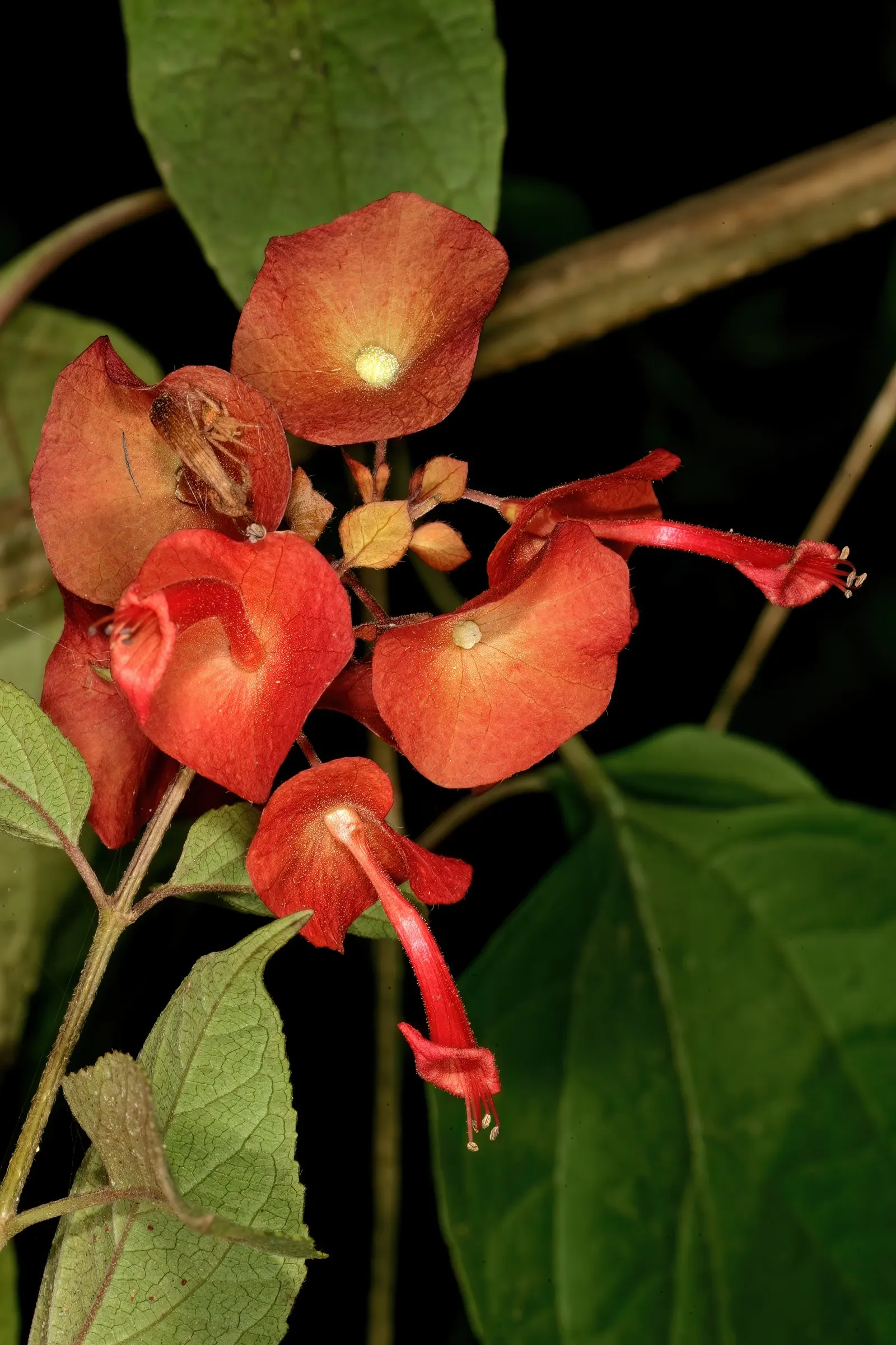 Chinese Hat Plant (Holmskoldia Sanguinea) — scientifically known as Holmskjoldia sanguinea; able to serve as an accent plant or part of a mixed, image 56