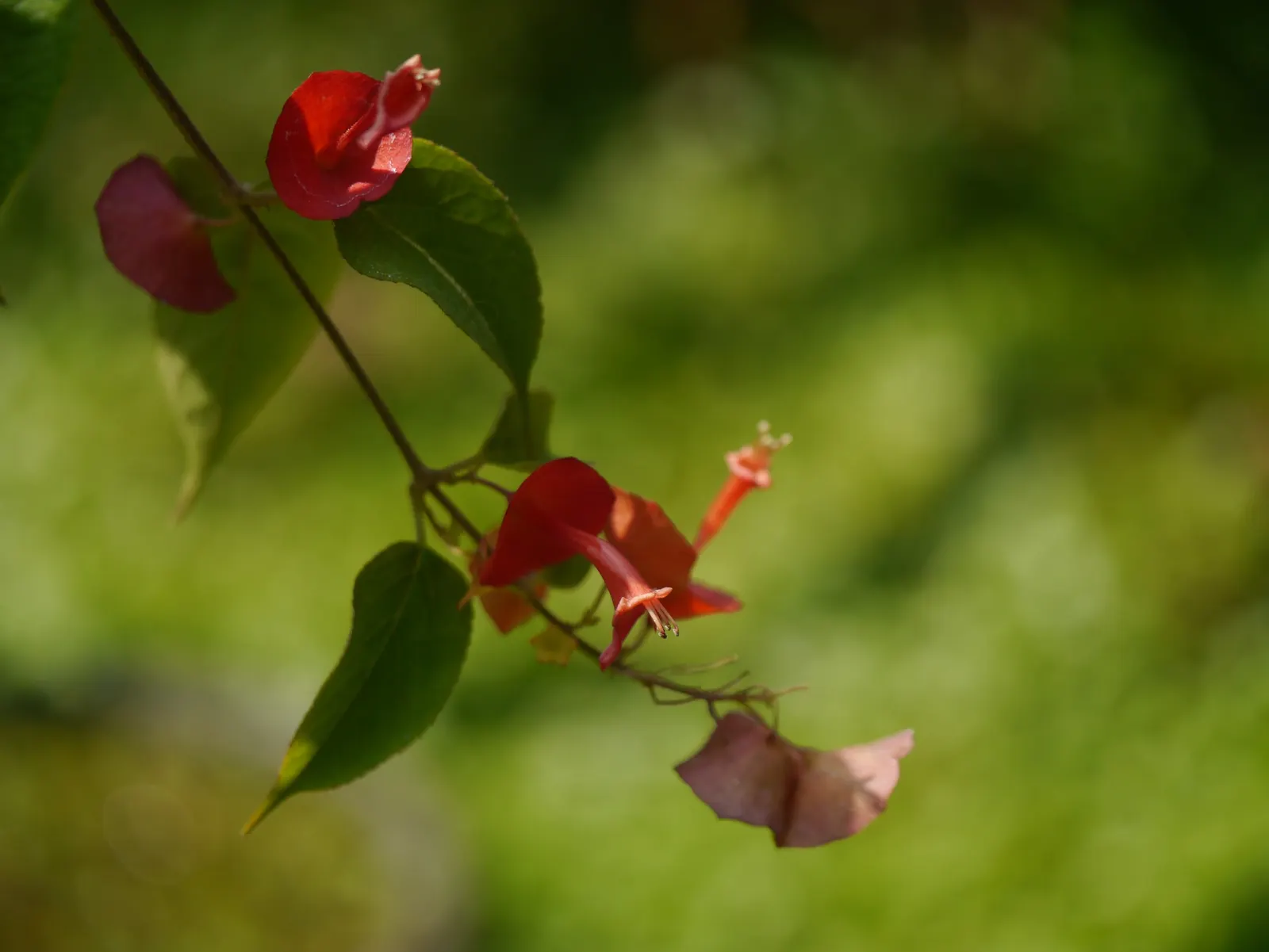 Chinese Hat Plant (Holmskoldia Sanguinea) — orange flowers in the garden; native to the Eastern Himalayas and thriving in USDA hardiness zones 9 to 11