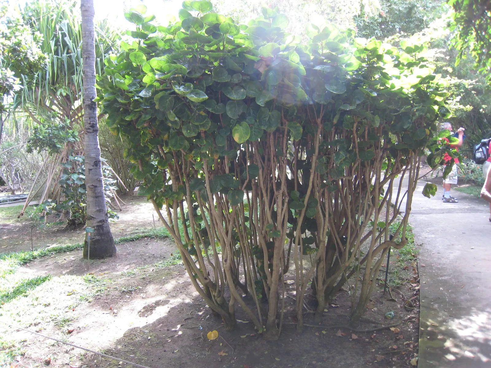 Chinese Hat Plant (Holmskoldia Sanguinea) — Optimal in zones 9-11, it's drought-tolerant once established but prefers regular watering; shrub for, image 79