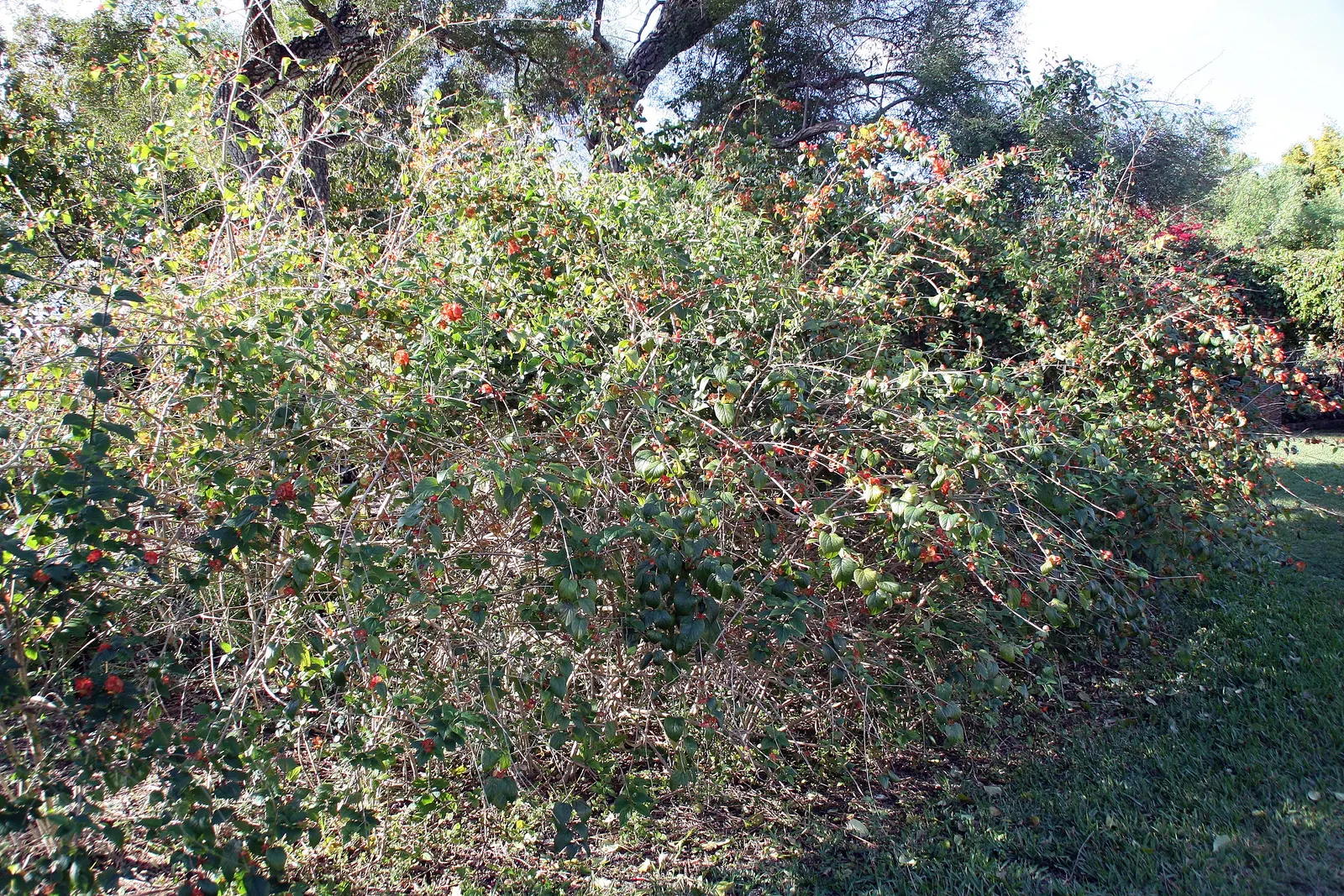 Chinese Hat Plant (Holmskoldia Sanguinea) — the plant exhibits moderate drought tolerance; regular watering will foster a lush appearance, image 67