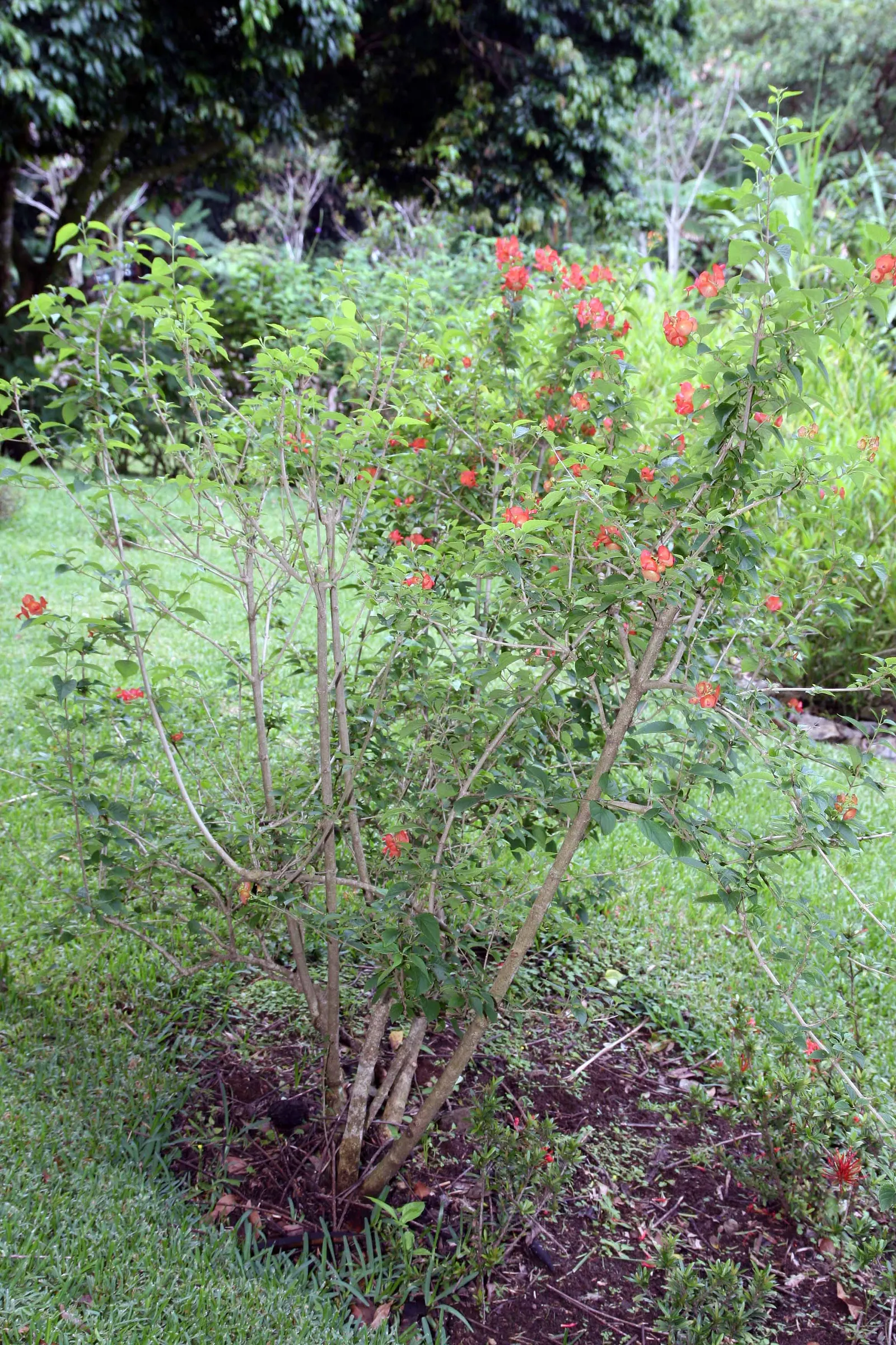 Chinese Hat Plant (Holmskoldia Sanguinea) — able to serve as an accent plant or part of a mixed shrub border; this plant is also a magnet for, image 64