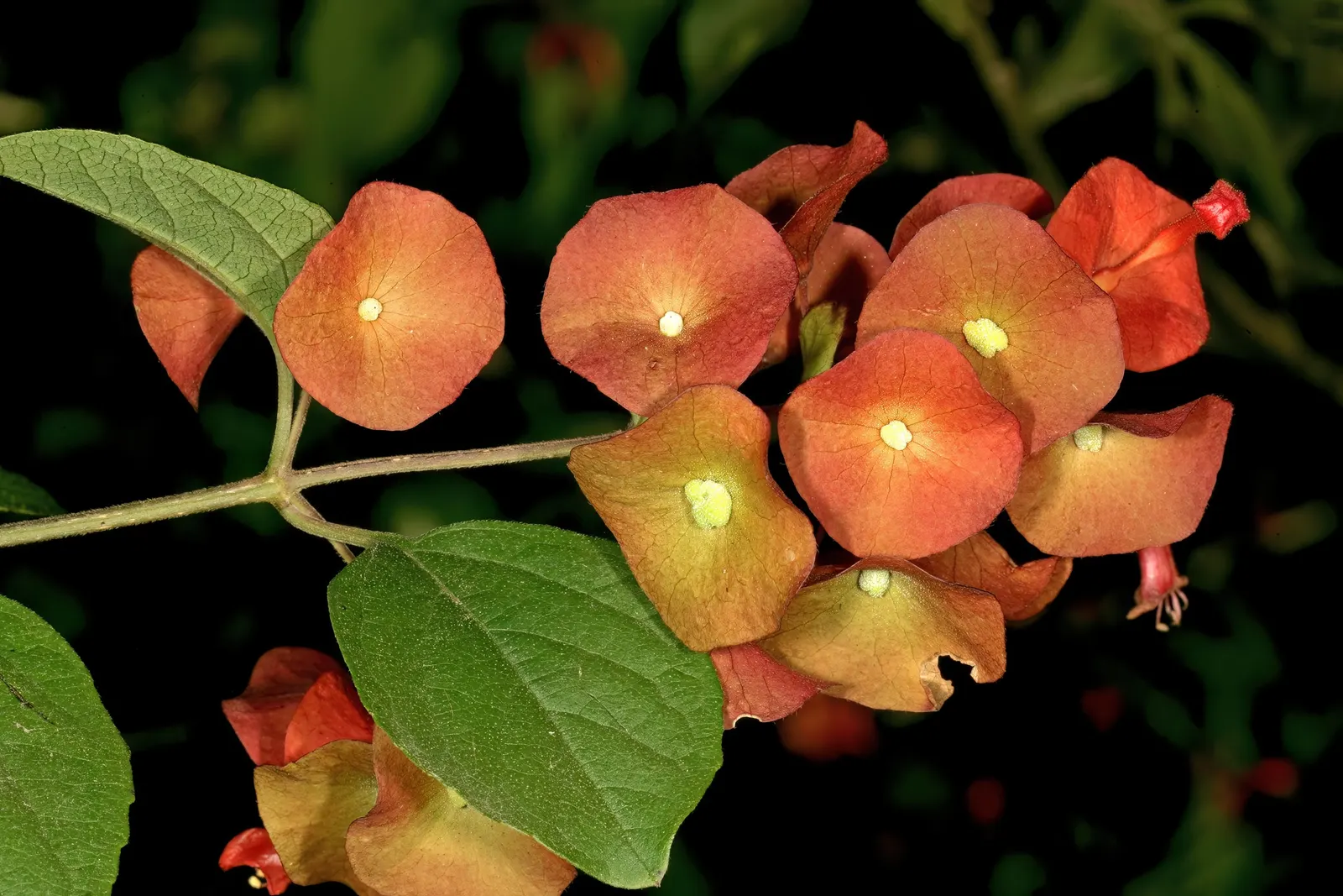 Chinese Hat Plant (Holmskoldia Sanguinea) — is a unique and eye-catching addition to any landscape design; adding an ecological benefit and dynamic, image 82
