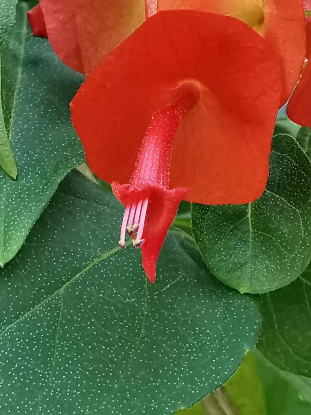 Chinese Hat Plant (Holmskoldia Sanguinea) — Regular watering will foster a lush appearance