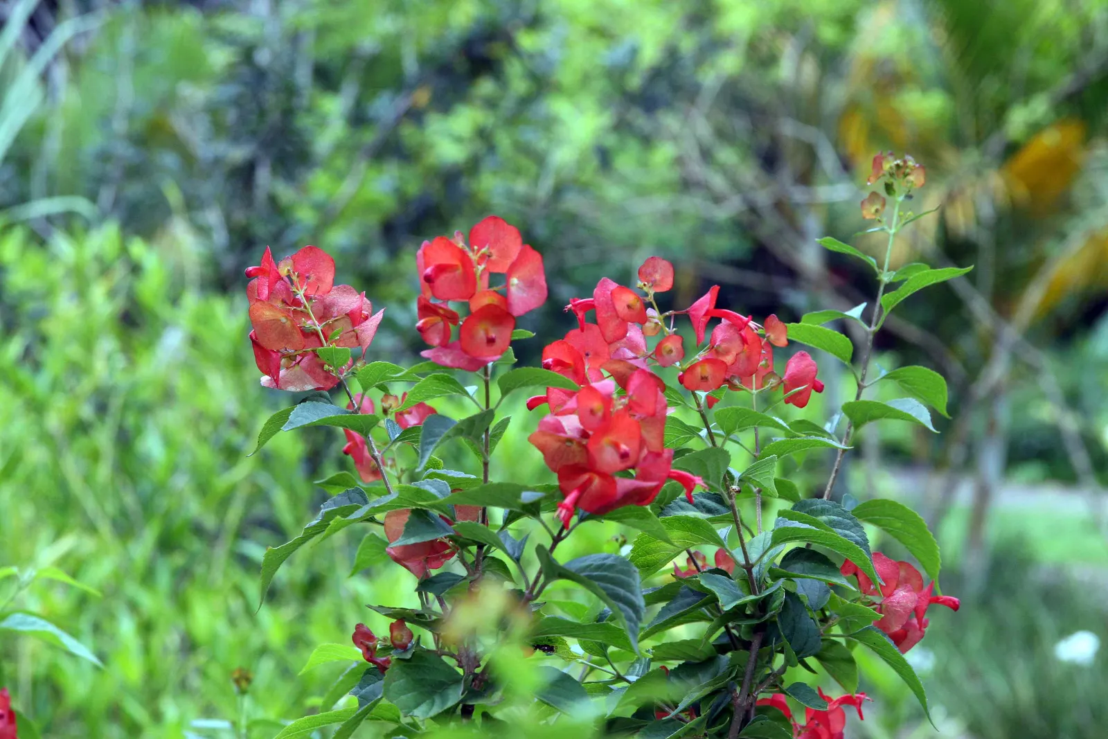 Chinese Hat Plant (Holmskoldia Sanguinea) — It showcases unique, vibrant orange-red bracts resembling conical hats, surrounding its small purple flowers