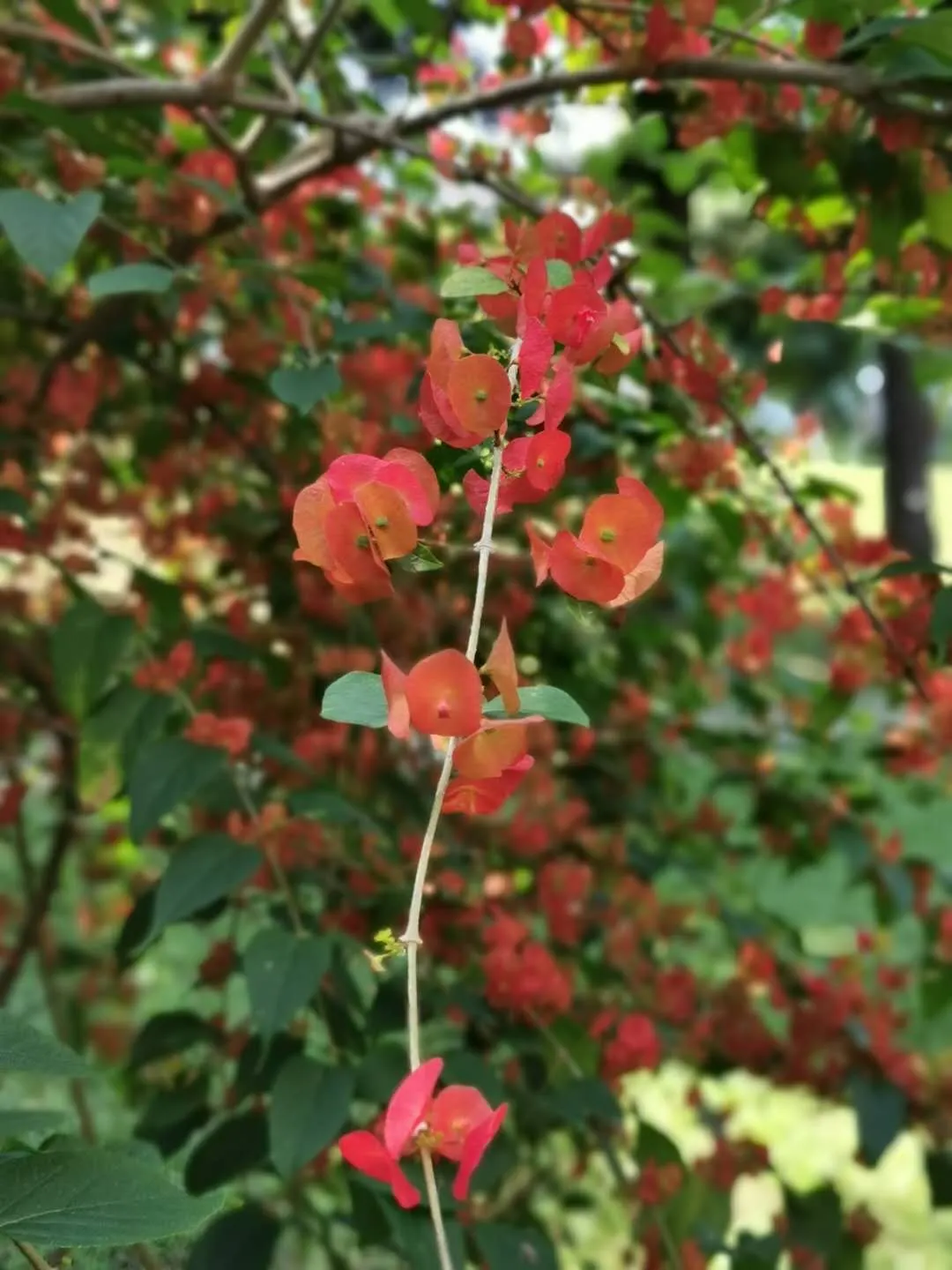 Chinese Hat Plant (Holmskoldia Sanguinea) — able to serve as an accent plant or part of a mixed shrub border