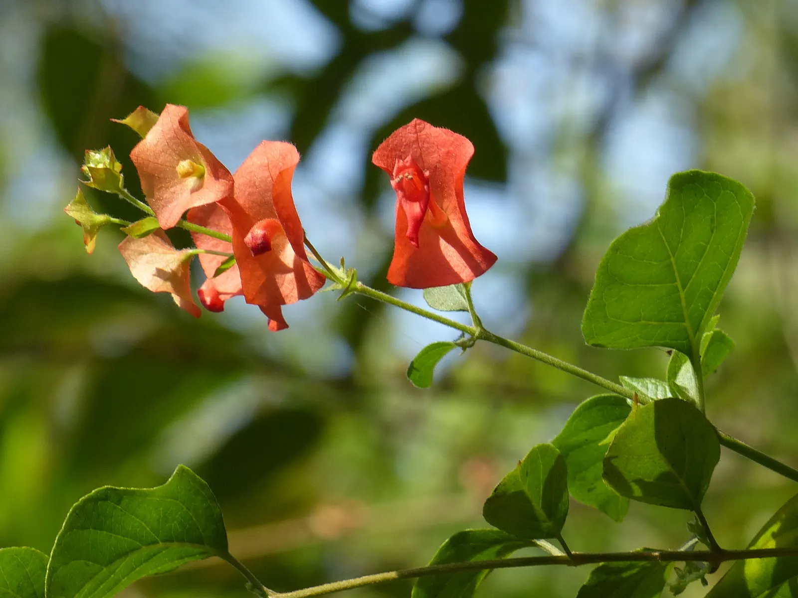 Chinese Hat Plant (Holmskoldia Sanguinea) — able to serve as an accent plant or part of a mixed shrub border; this plant is also a magnet for pollinators such
