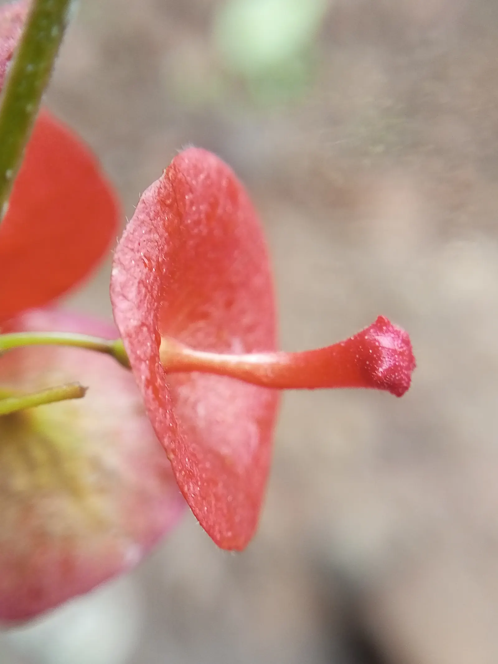 Chinese Hat Plant (Holmskoldia Sanguinea) — which primarily boast a vibrant orange-red hue with a contrasting purple calyx; shrub with orange blooms, image 86