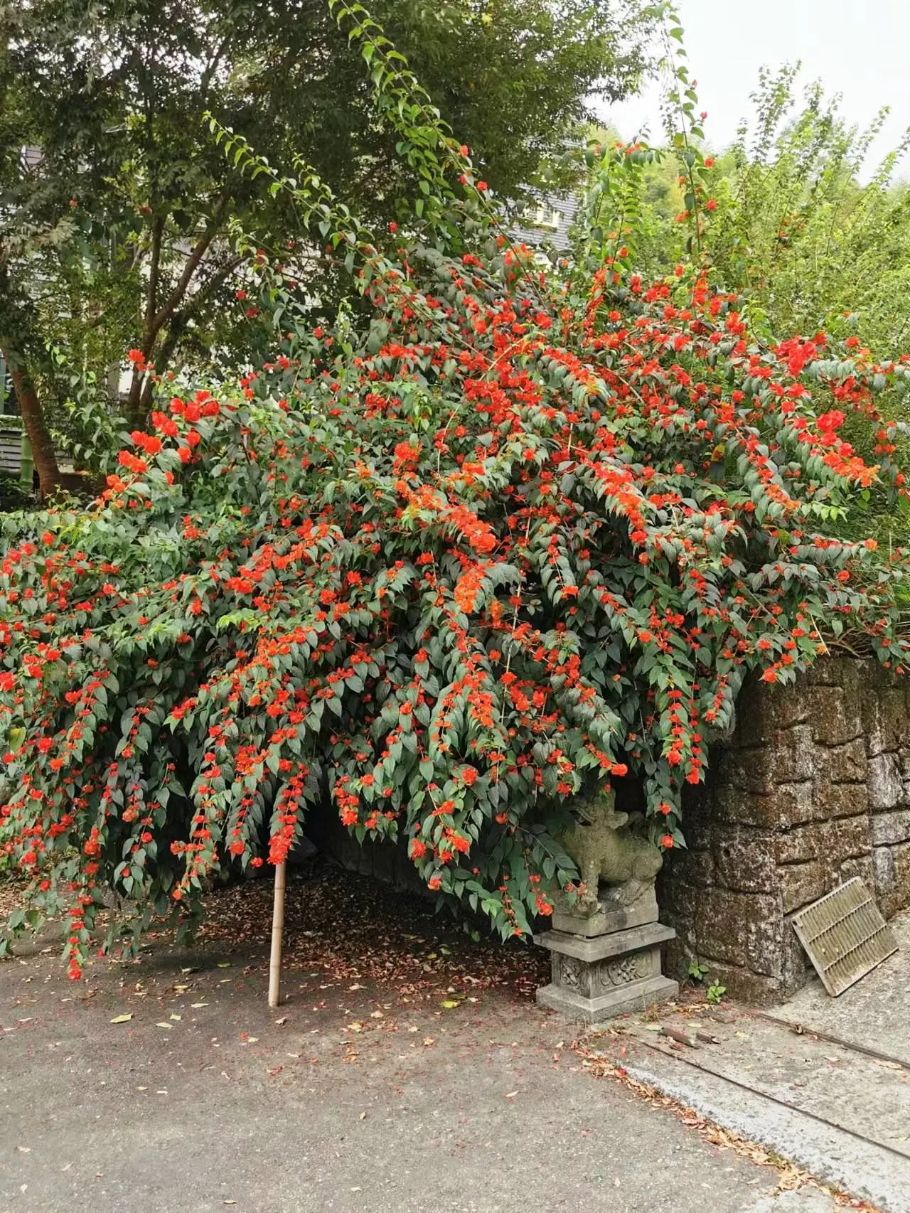 Chinese Hat Plant (Holmskoldia Sanguinea) — it's worth noting that in addition to its ornamental value; ideal for accents or hedges in full sun to, image 69