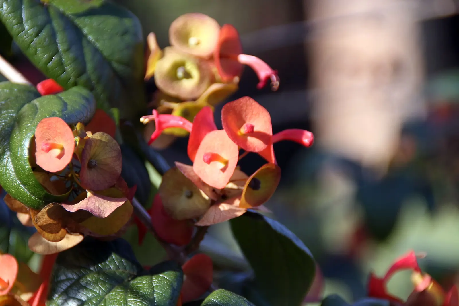 Chinese Hat Plant (Holmskoldia Sanguinea) — is a unique and eye-catching addition to any landscape design; adding an ecological benefit and dynamic interaction