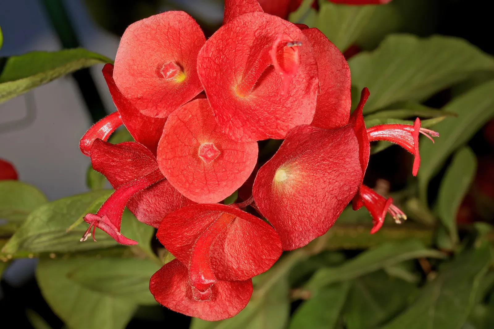 Chinese Hat Plant (Holmskoldia Sanguinea) — scientifically known as Holmskjoldia sanguinea; able to serve as an accent plant or part of a mixed, image 81