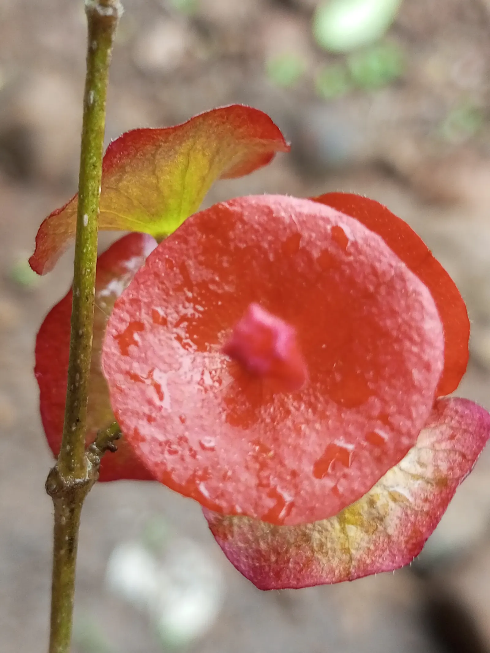 Chinese Hat Plant (Holmskoldia Sanguinea) — Optimal growth is achieved in full sun to part shade, with well-drained soil conditions; is a, image 90